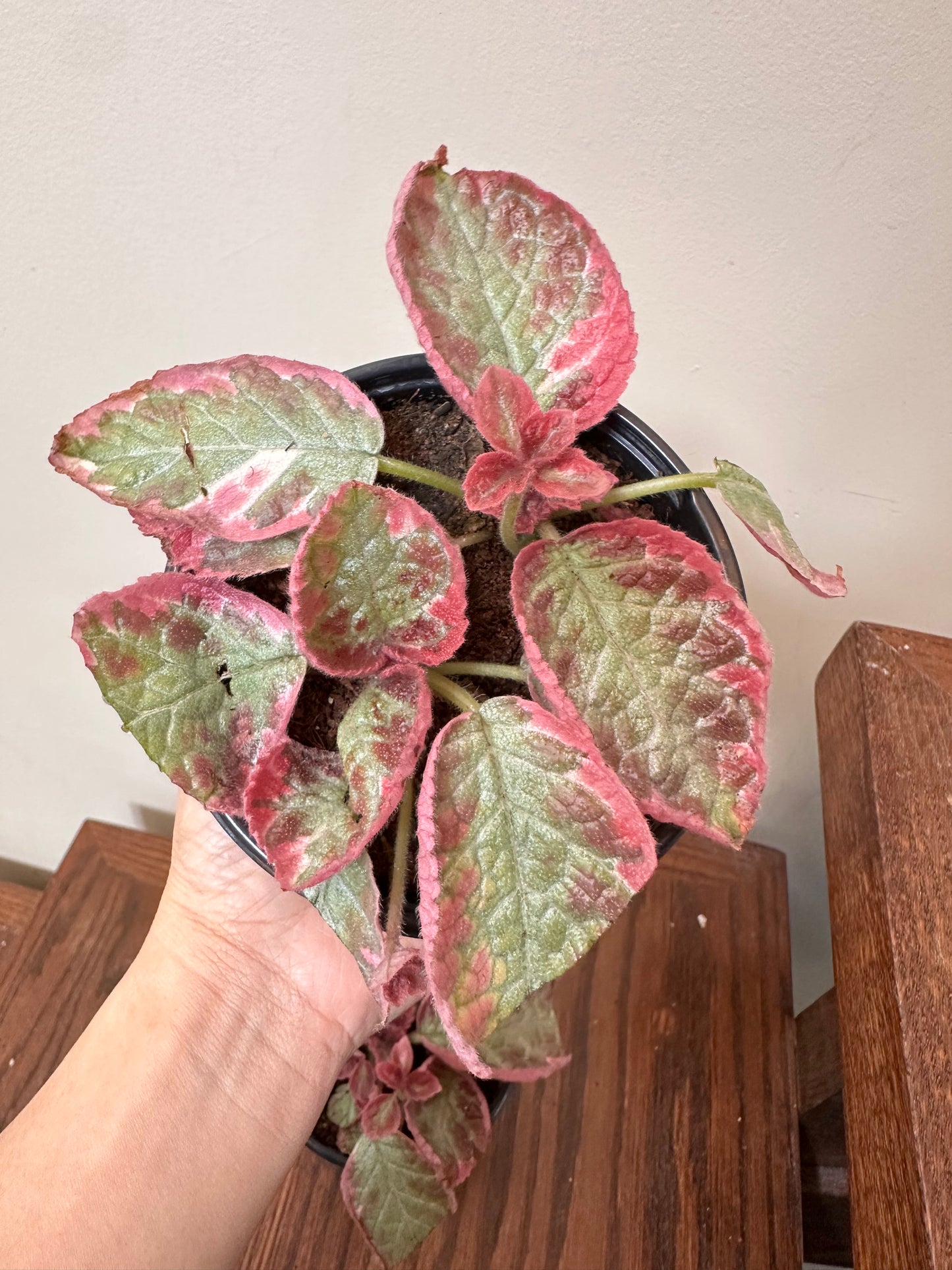 Episcia Pink Smoke in 4” pot