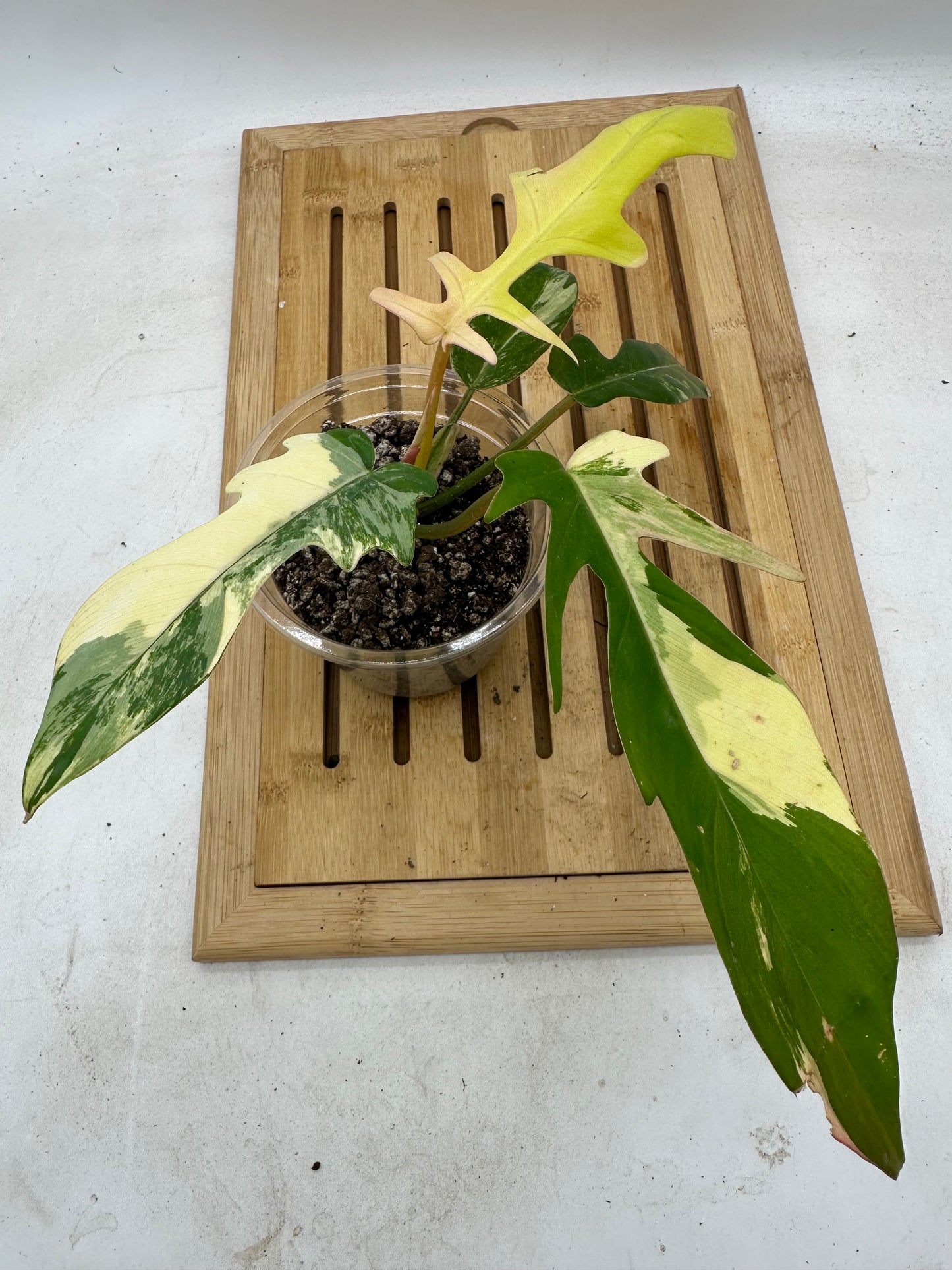 Long Weekend Sales 🐣🐇- Philodendron Flobe x Tortum Variegated