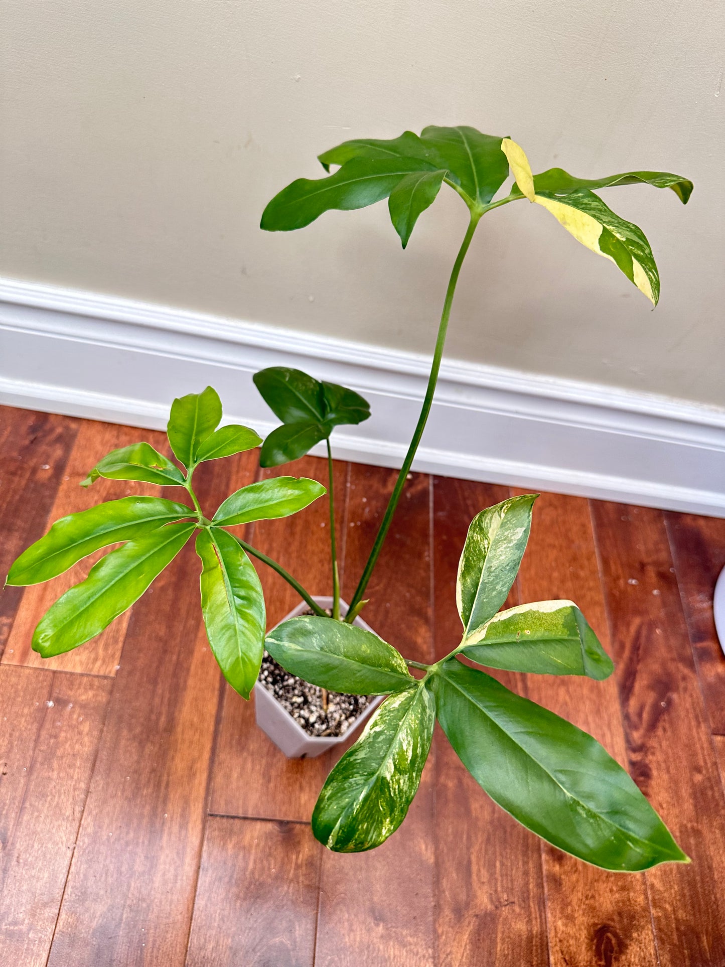 Philodendron Goeldii Variegated - Good Size - August Sale