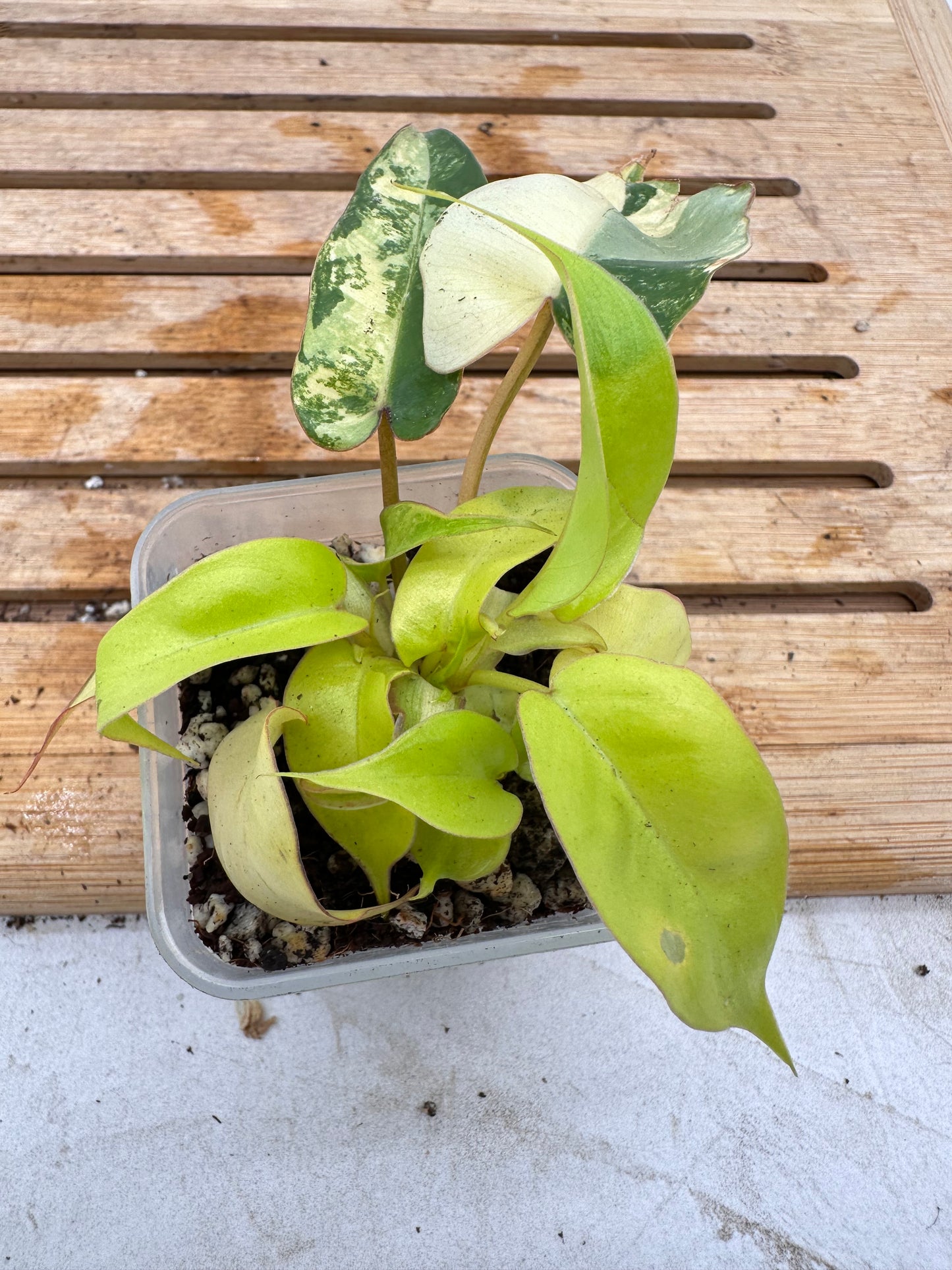 Philodendron Billietiae x FB Variegated Multiple growths - August Sale