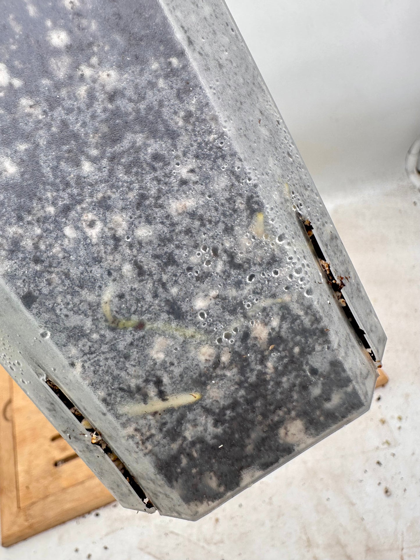 Anthurium Crystallinum Variegated - Multiple Growths