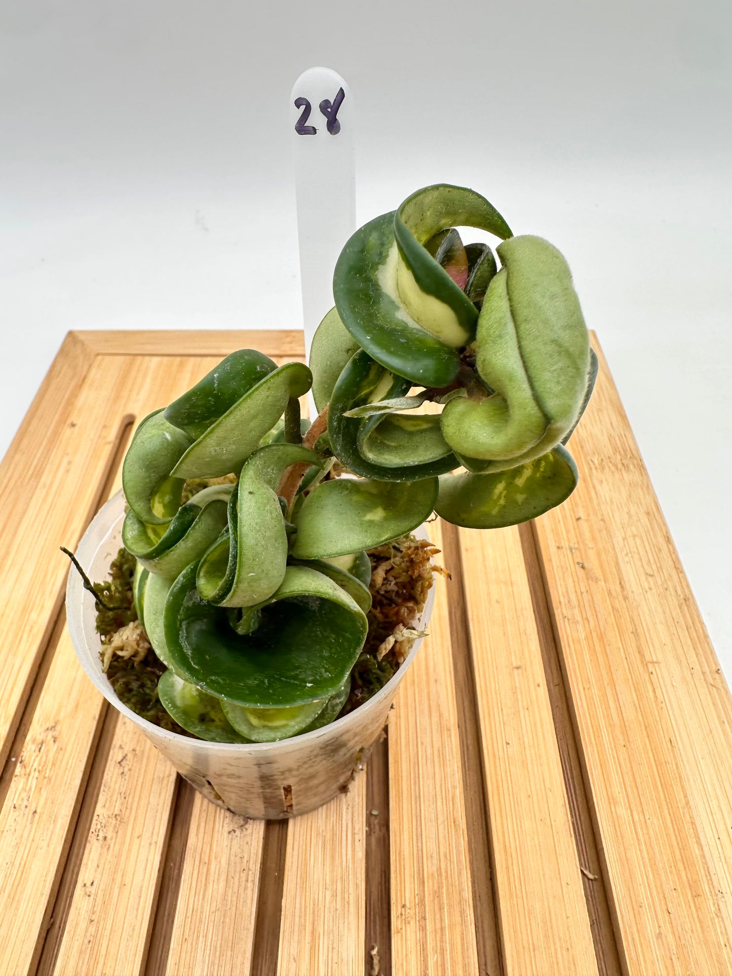 Hoya Mauna Loa Inner Variegated - 028