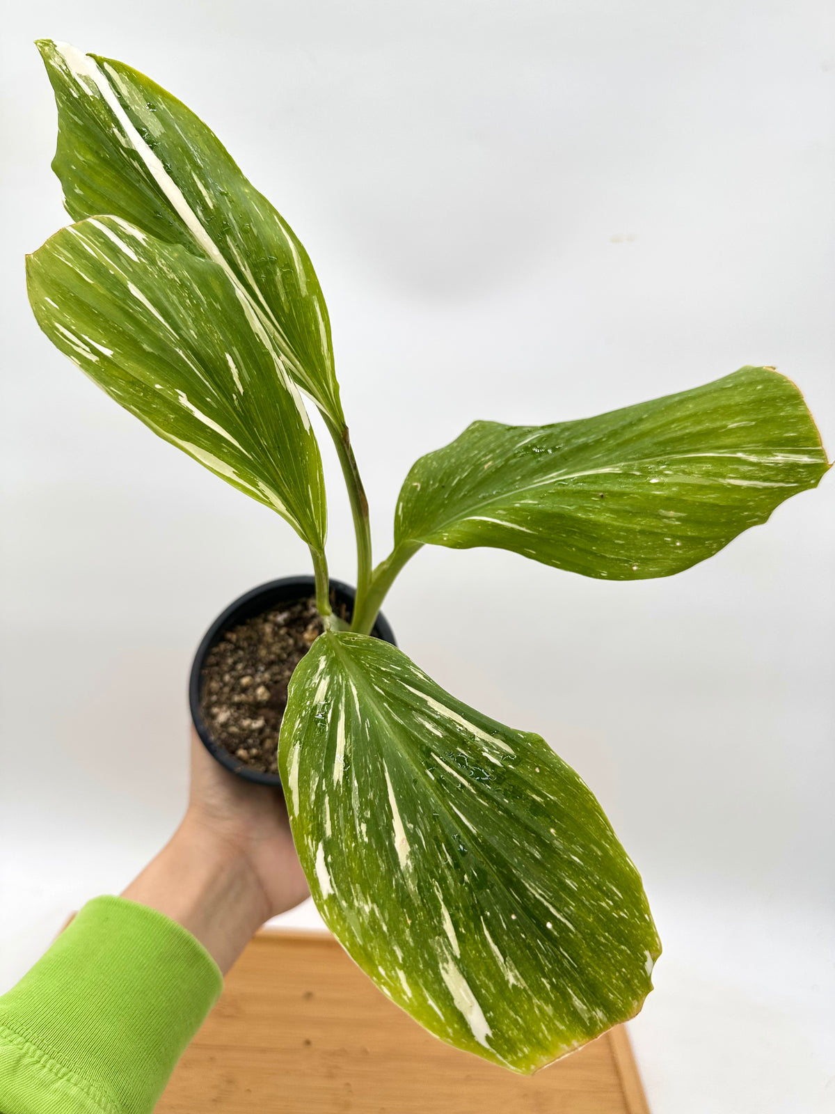 Kaempferia ‘Thai Constellation’ Variegated