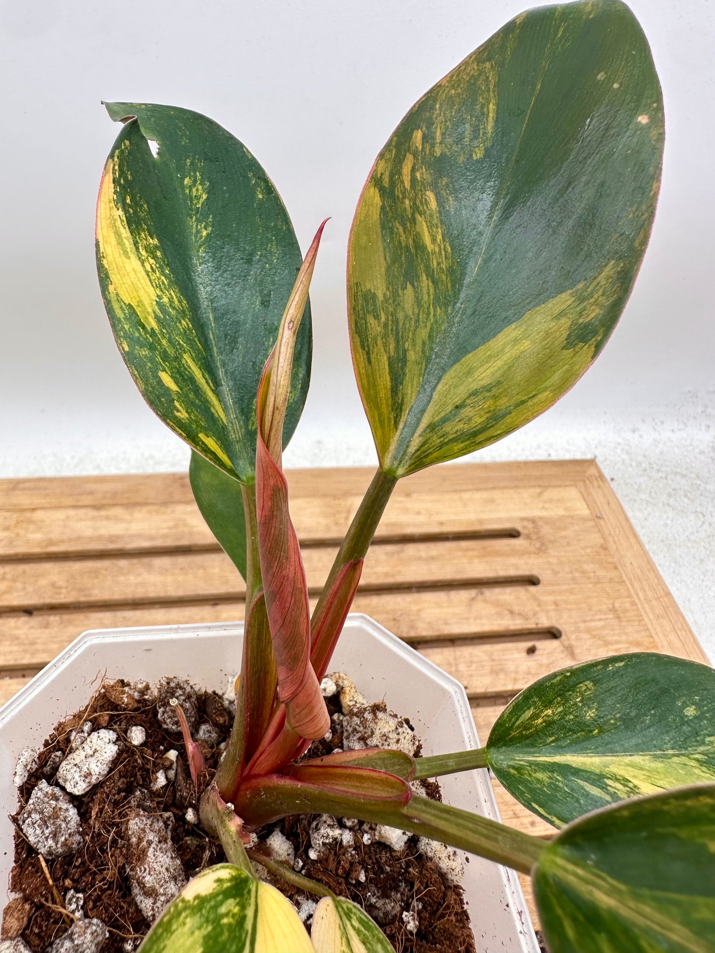 Philodendron Red Congo Variegated