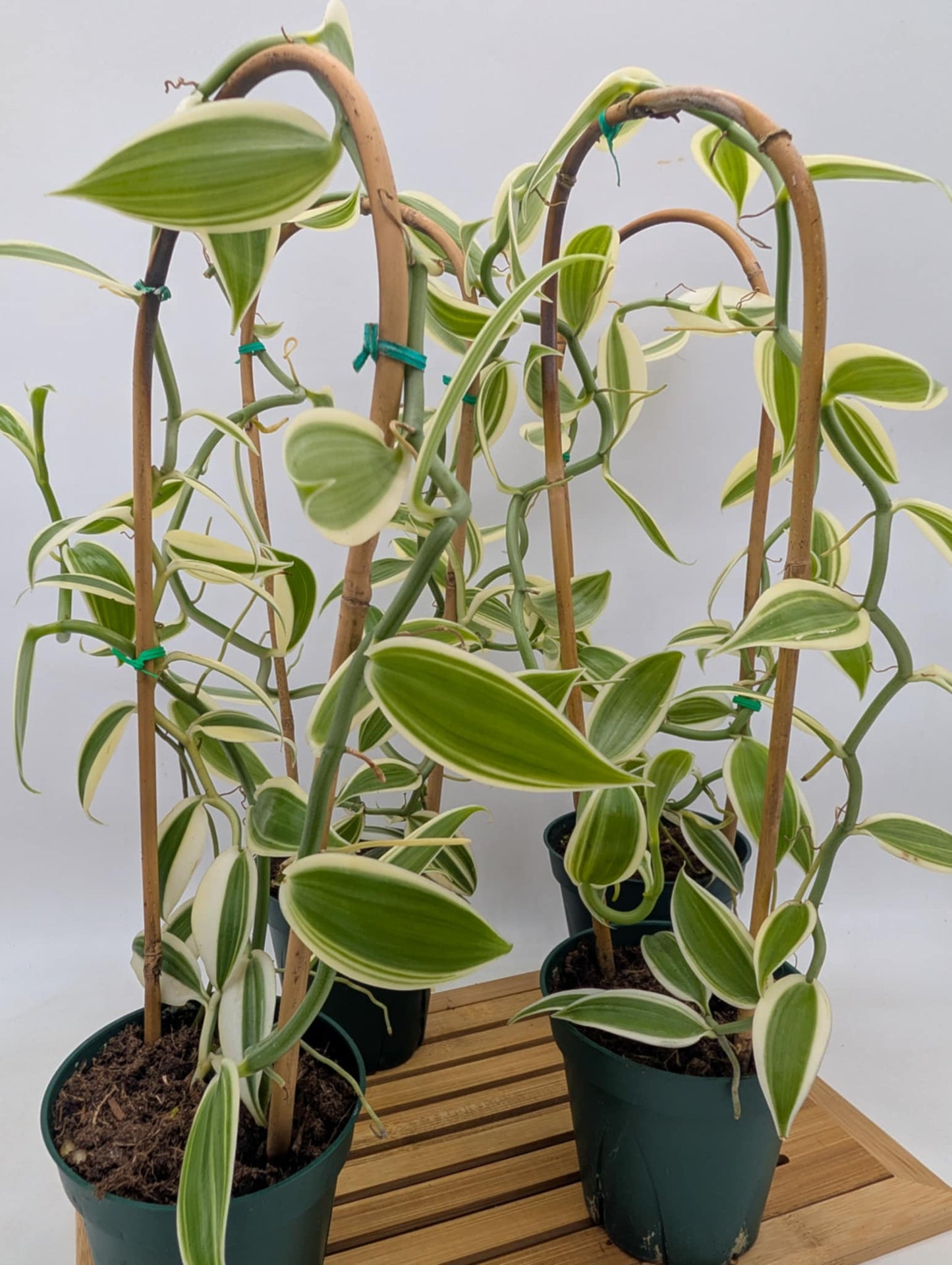 Variegated Vanilla Orchid - Good Size