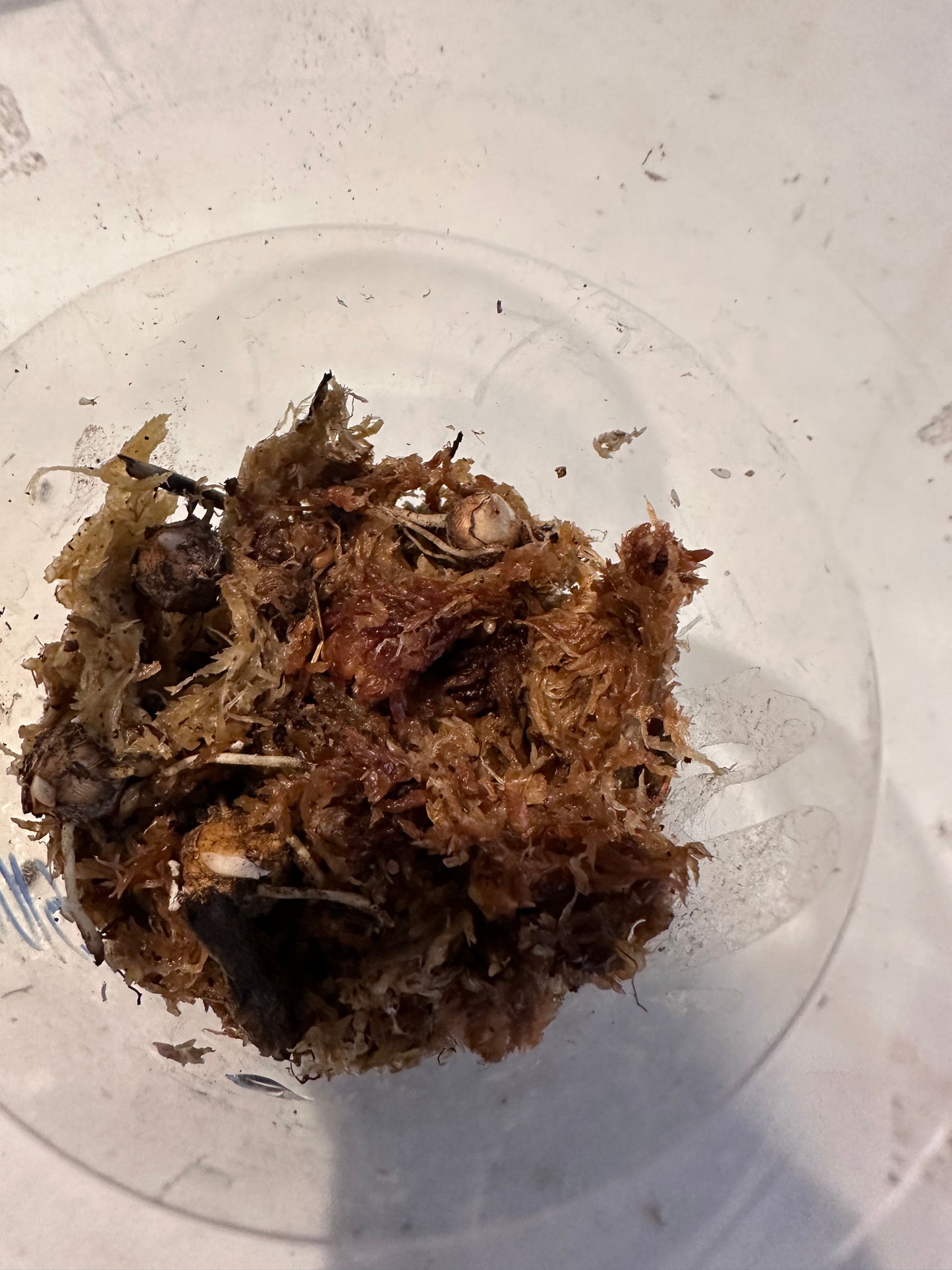 Alocasia Odora Batik