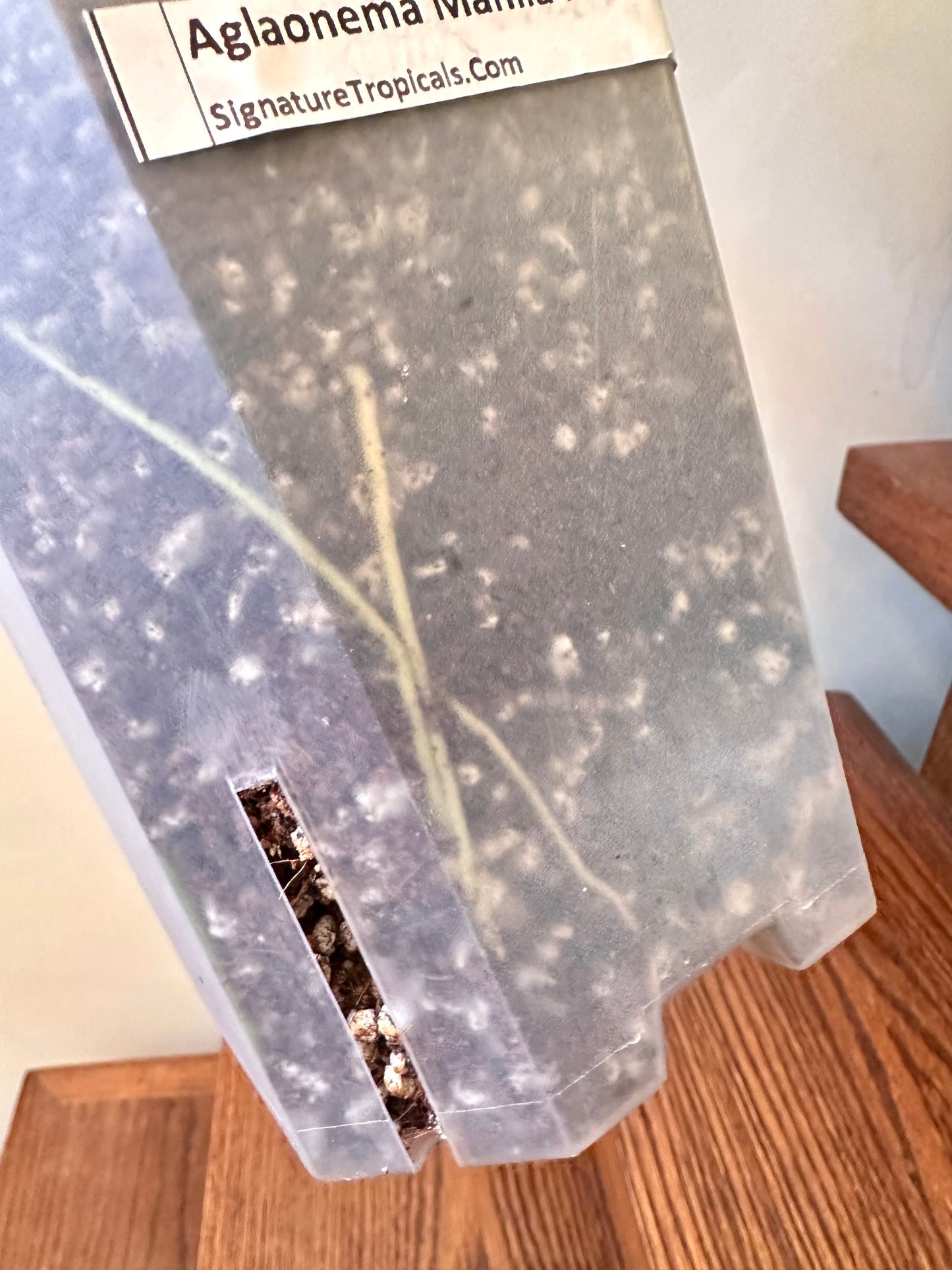 Aglaonema Manila Pride Variegated - 3 Growths, Good Size