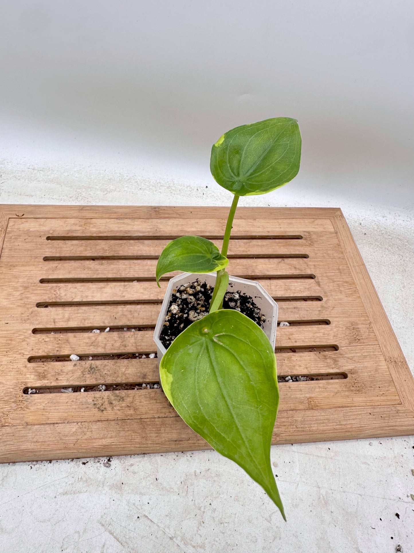 Alocasia Cucullata Variegated