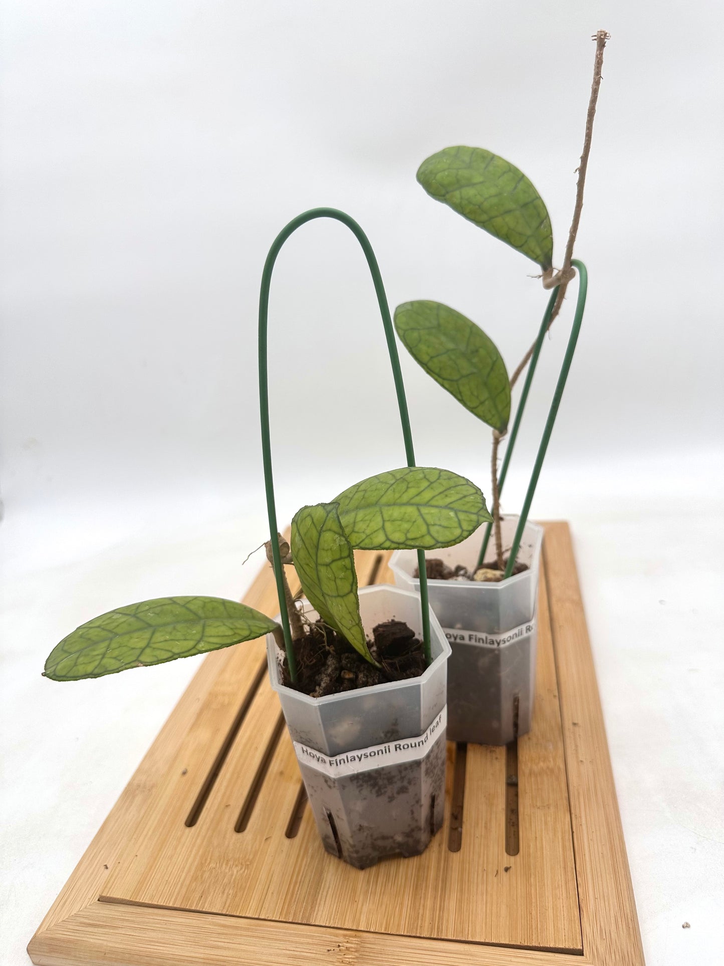 Hoya Finlaysonii Round Leaf