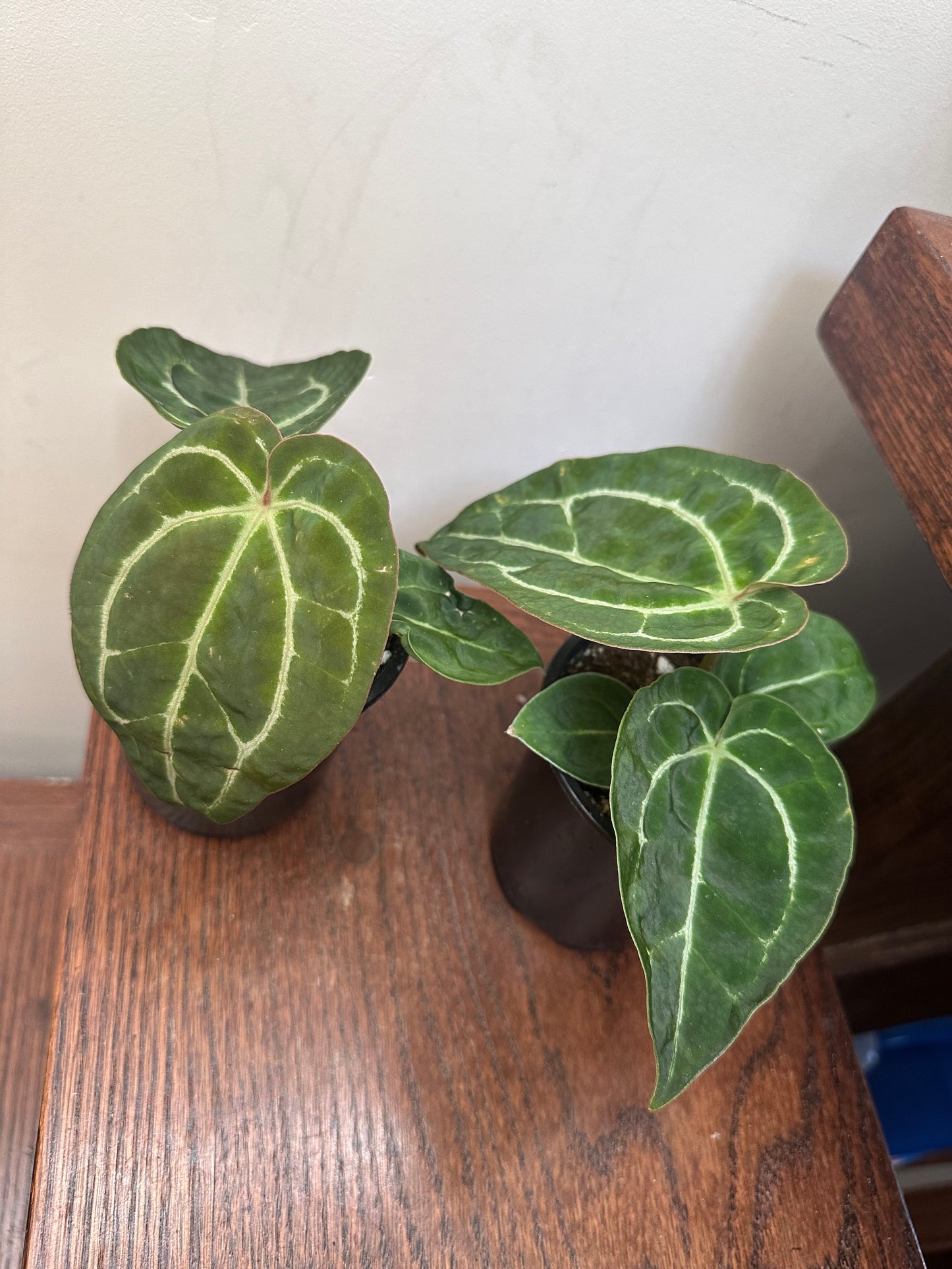 Anthurium Forgetii x Crystallinum