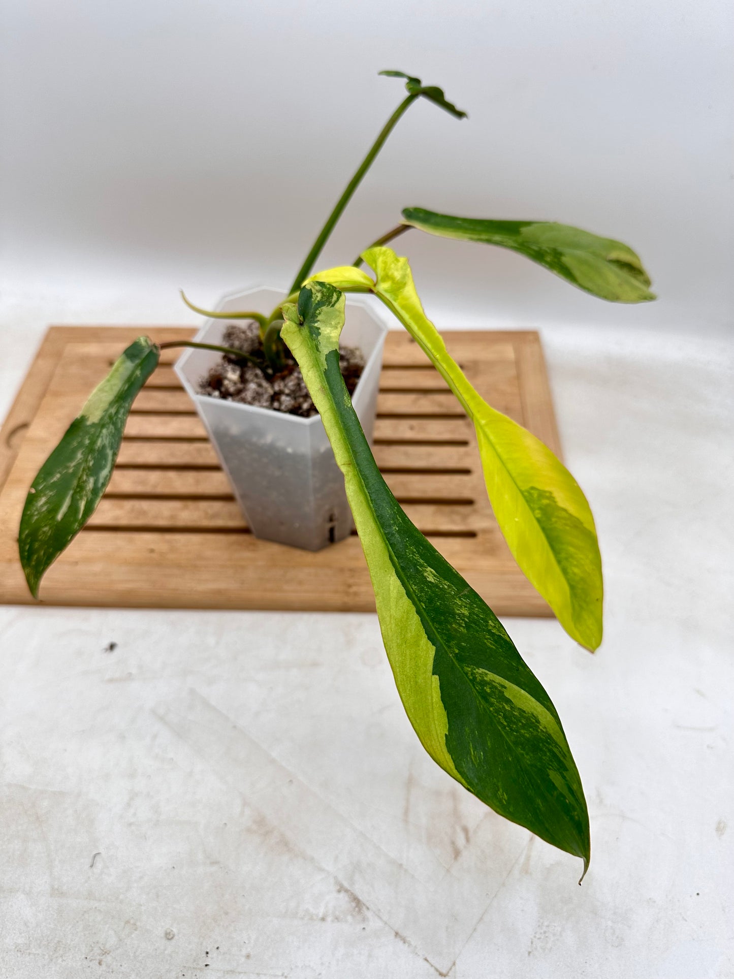 Philodendron Joepii Variegated - August Sale