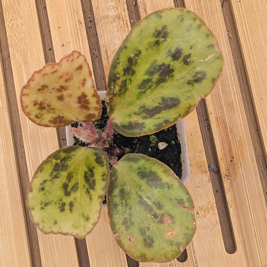 Begonia Blancii Mottled