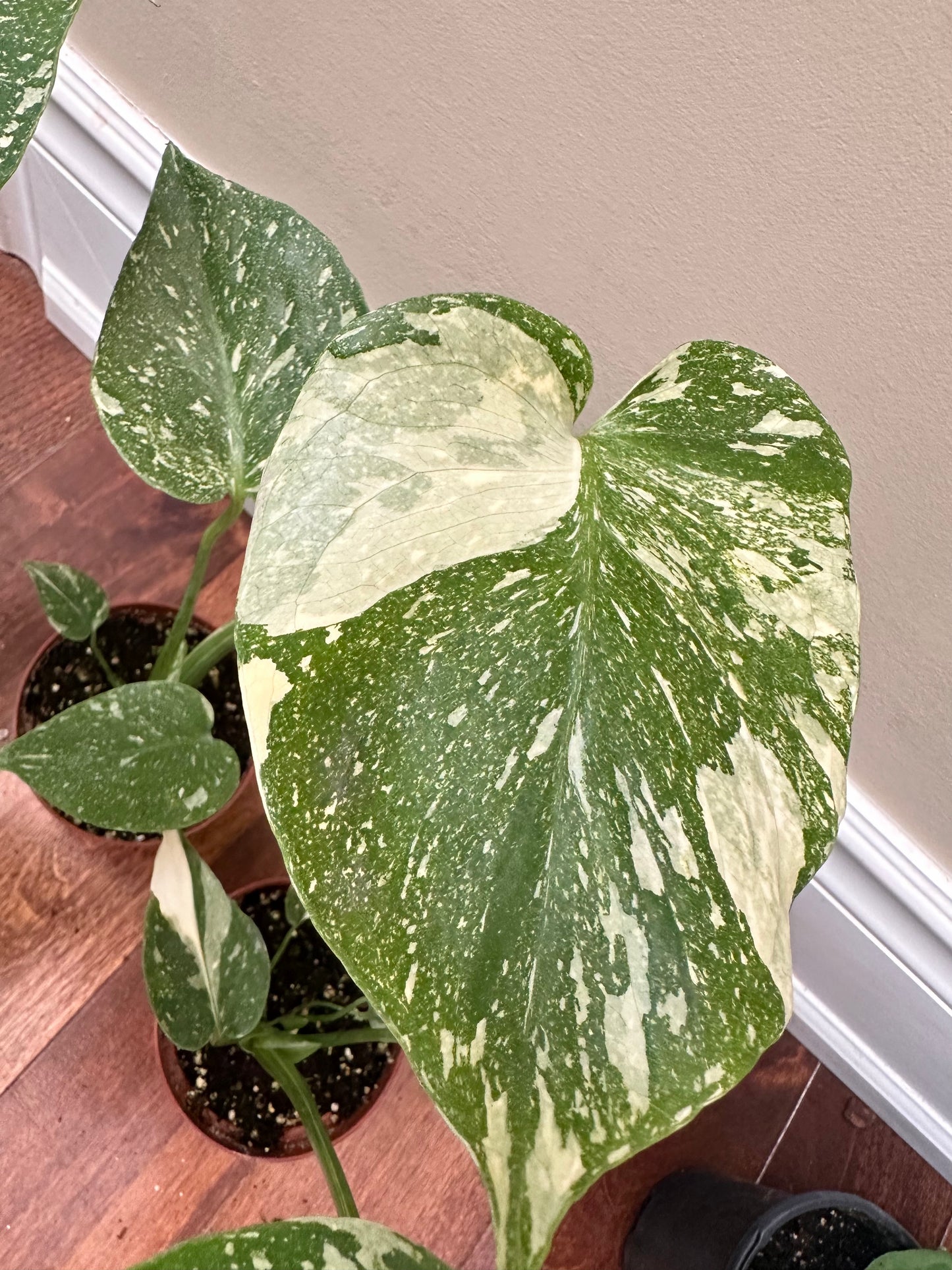 Monstera Thai Constellation