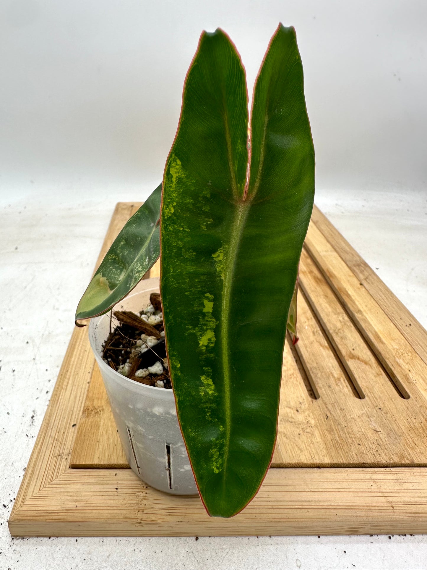 Long Weekend Sales 🐣🐇- Philodendron Billietiae Variegated