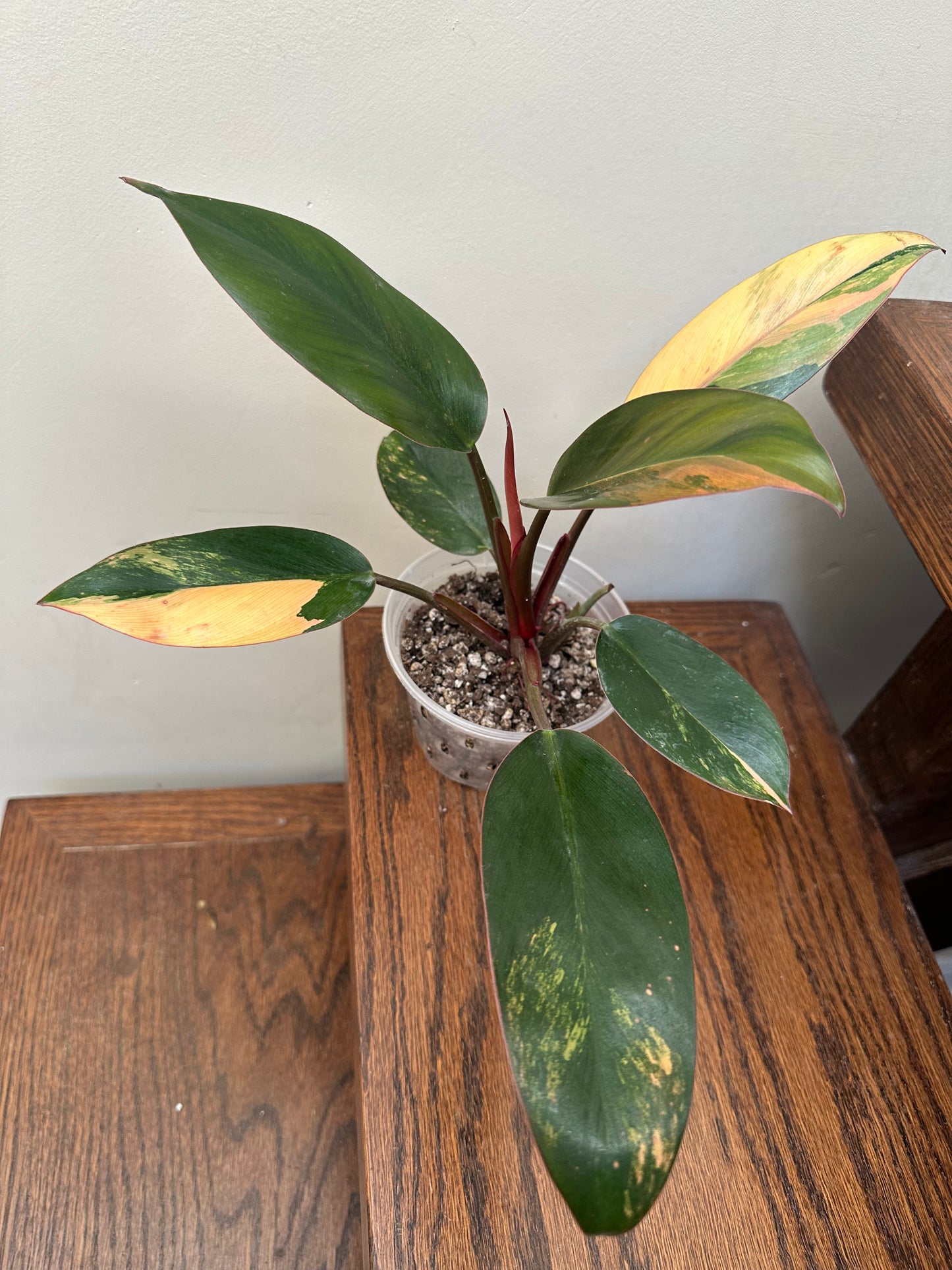 Pre Mother Day Sale - Philodendron Red Congo Variegated