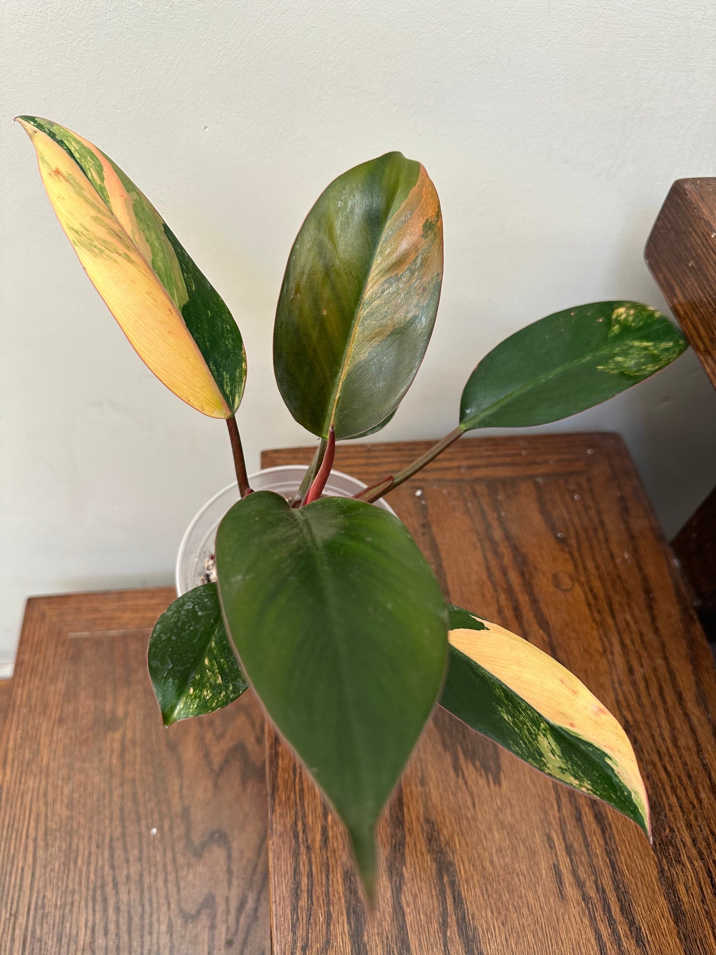 Pre Mother Day Sale - Philodendron Red Congo Variegated
