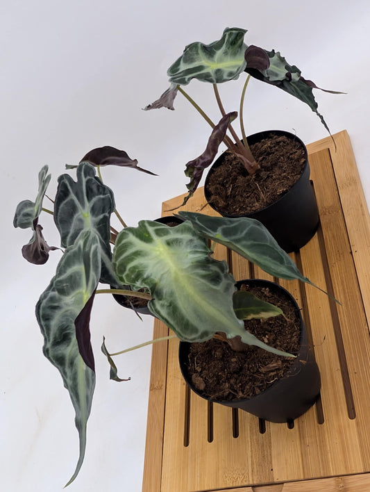 Alocasia Venom