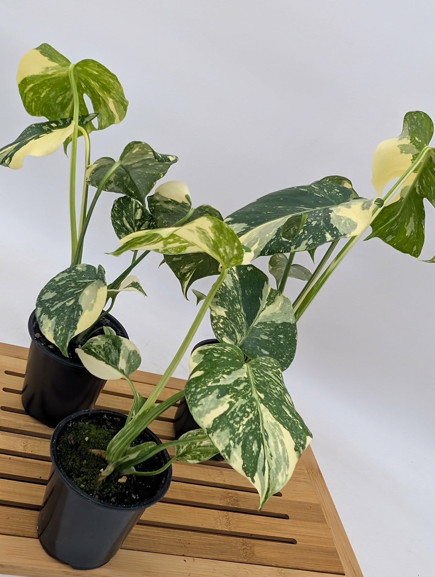 Monstera Thai Constellation - High Variegation