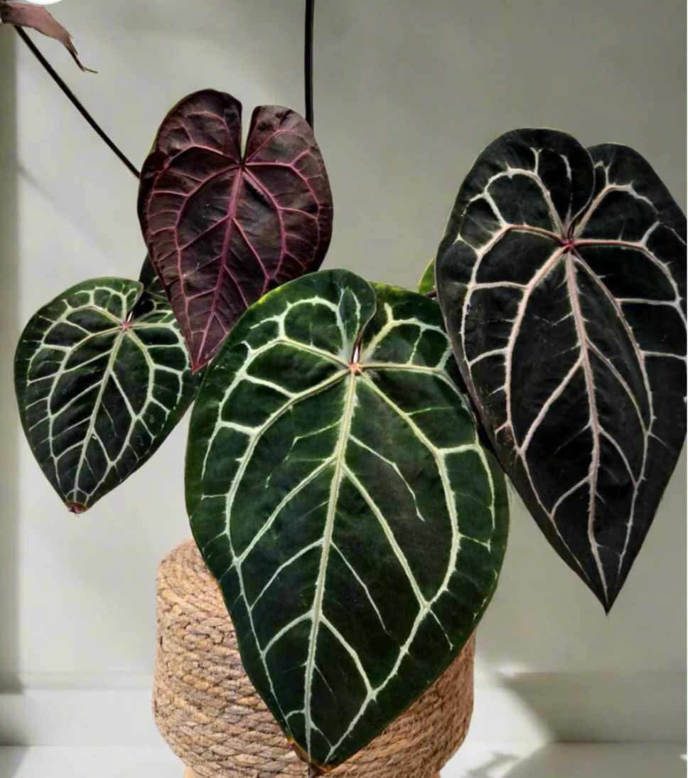 Anthurium Michelle x Michelle Seedling (self-Pollination) - August Sale