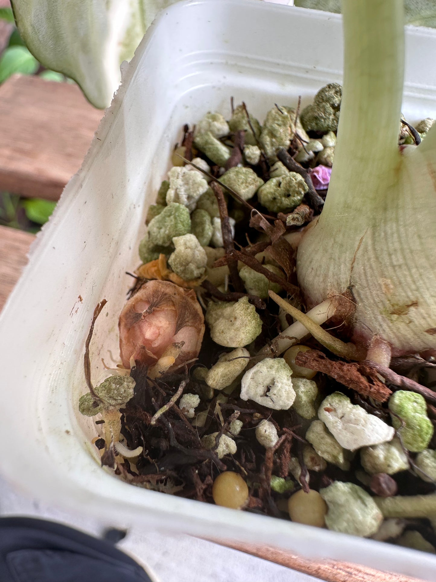 Alocasia Ninja Albo Variegated Corm