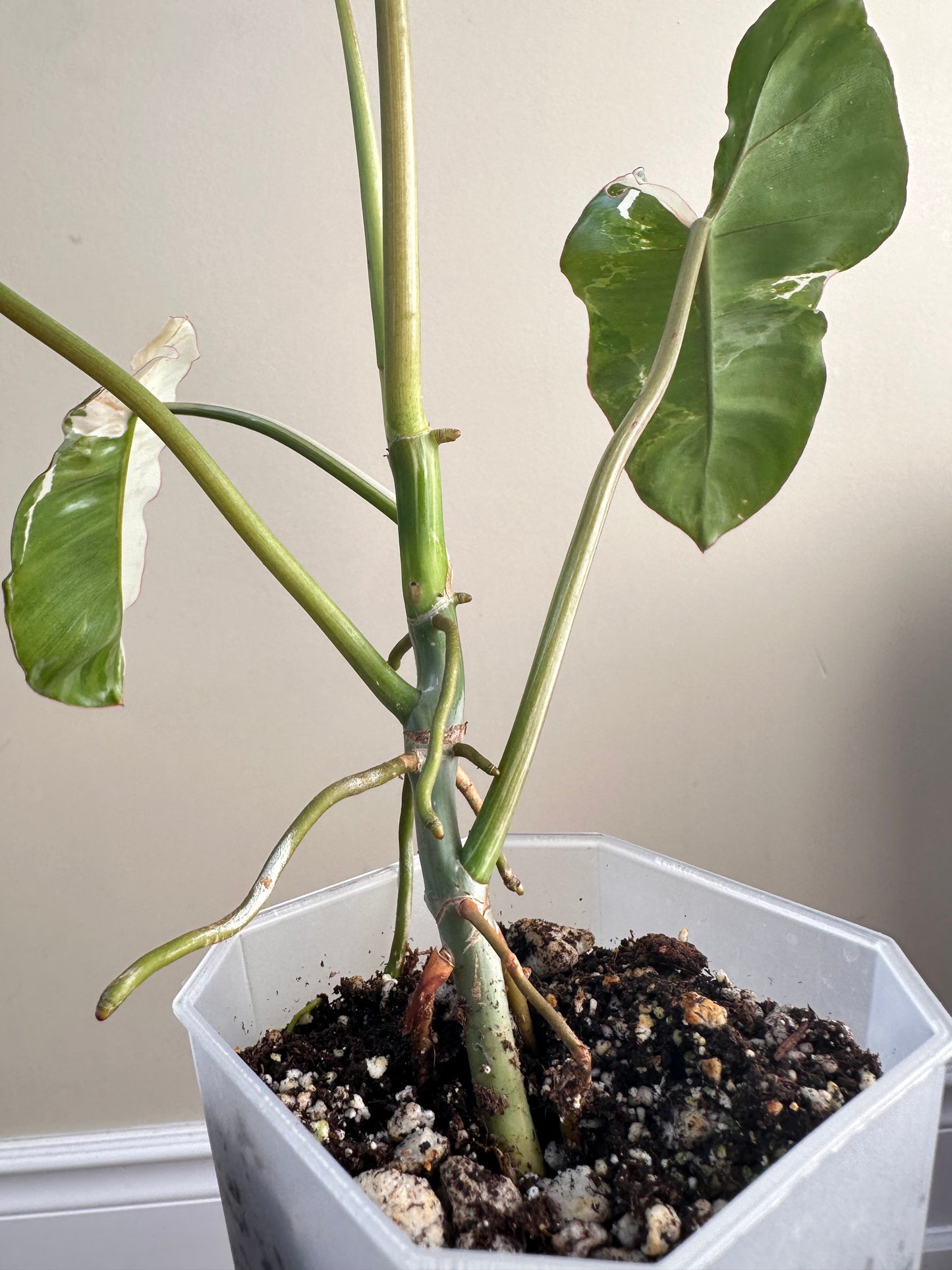 Philodendeon Paraiso Verde Albo Variegated - Thanksgiving Sale 💚