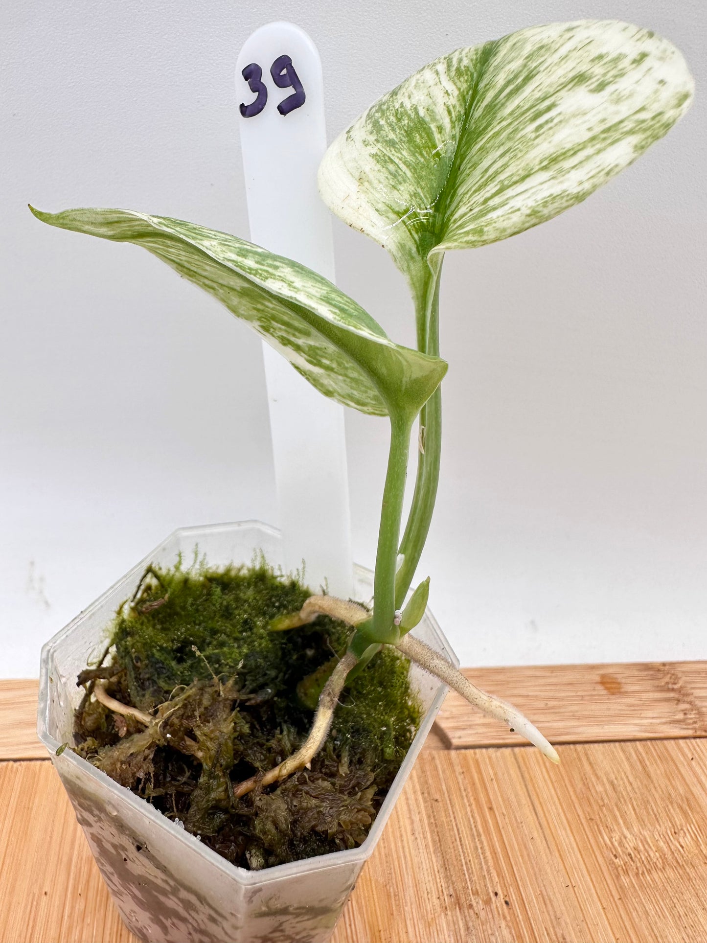 Scindapsus Super Star 039