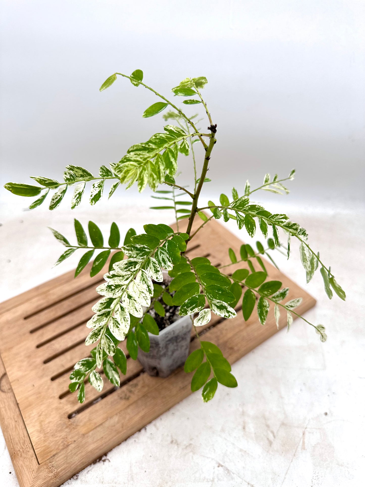 Phyllanthus Pulcher Variegated