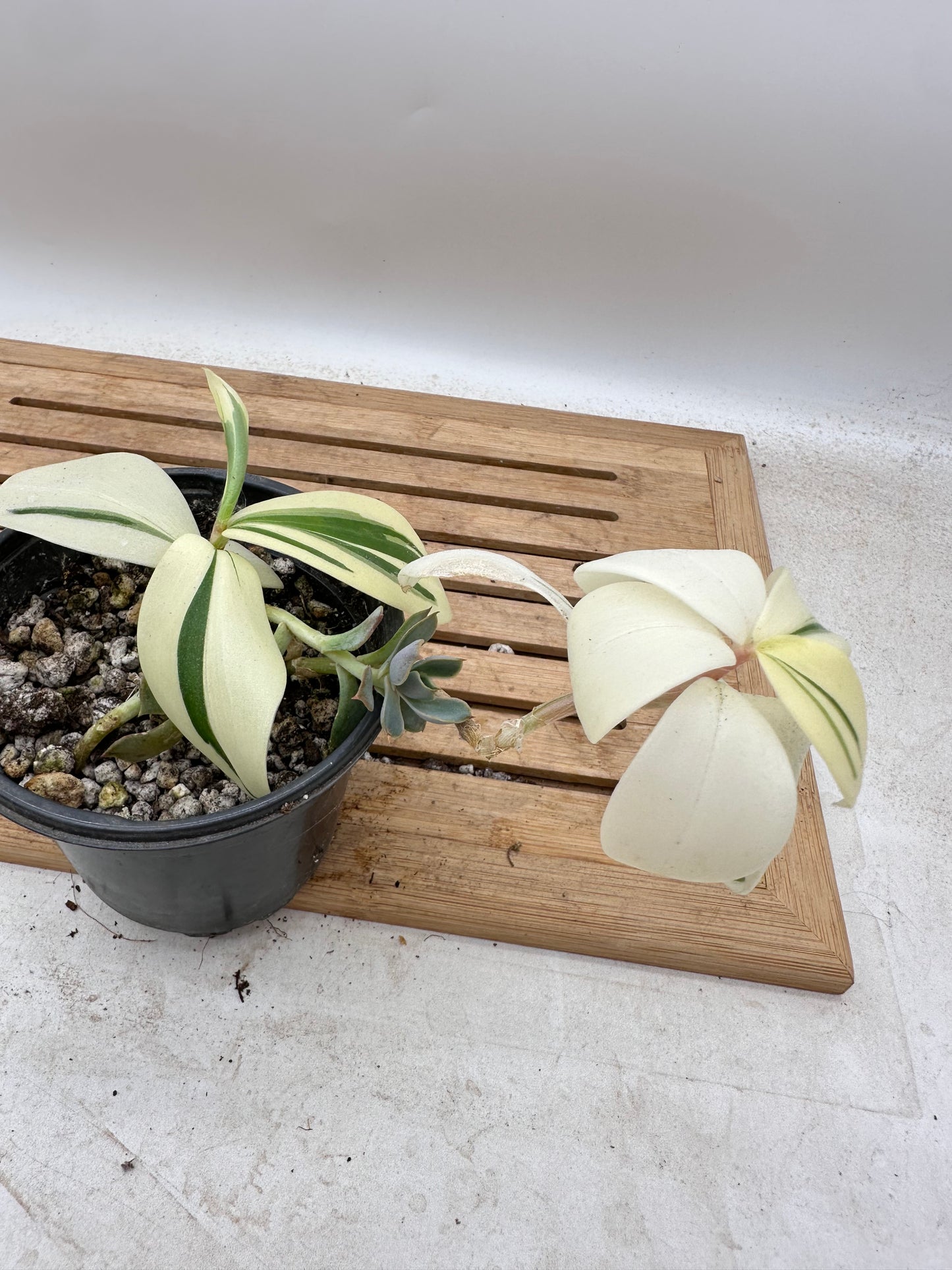 Variegated Spiral Ginger