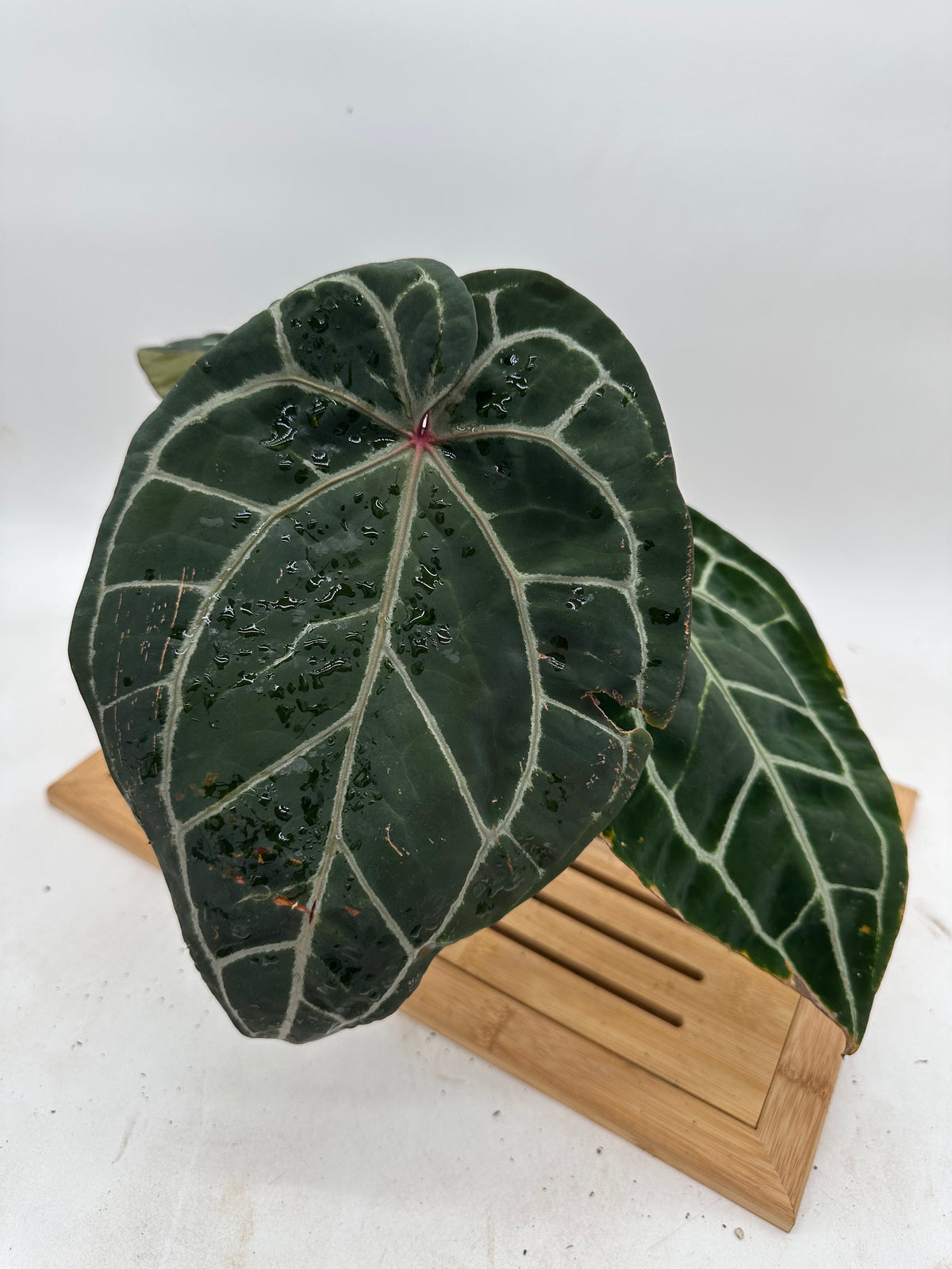 Anthurium Michelle x Zara x Red Crystallinum (Memoria Tim Anderson) - Size Large