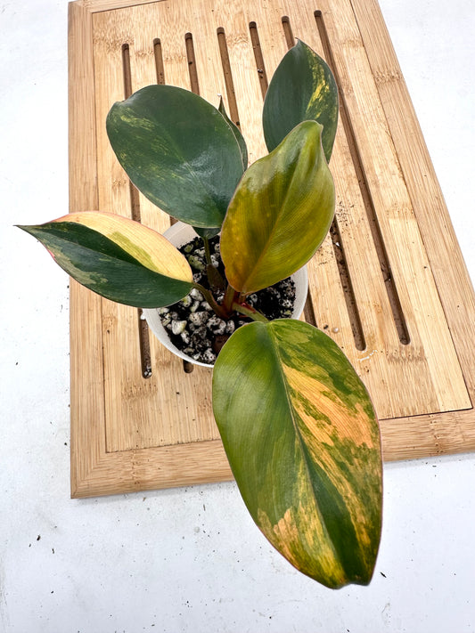 Thanksgiving Sales - 🦄Philodendron Red Congo Variegated