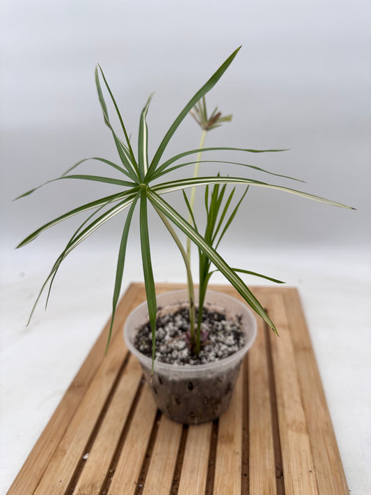 Cyperus Alternifolius Albo Variegata - Rare Find