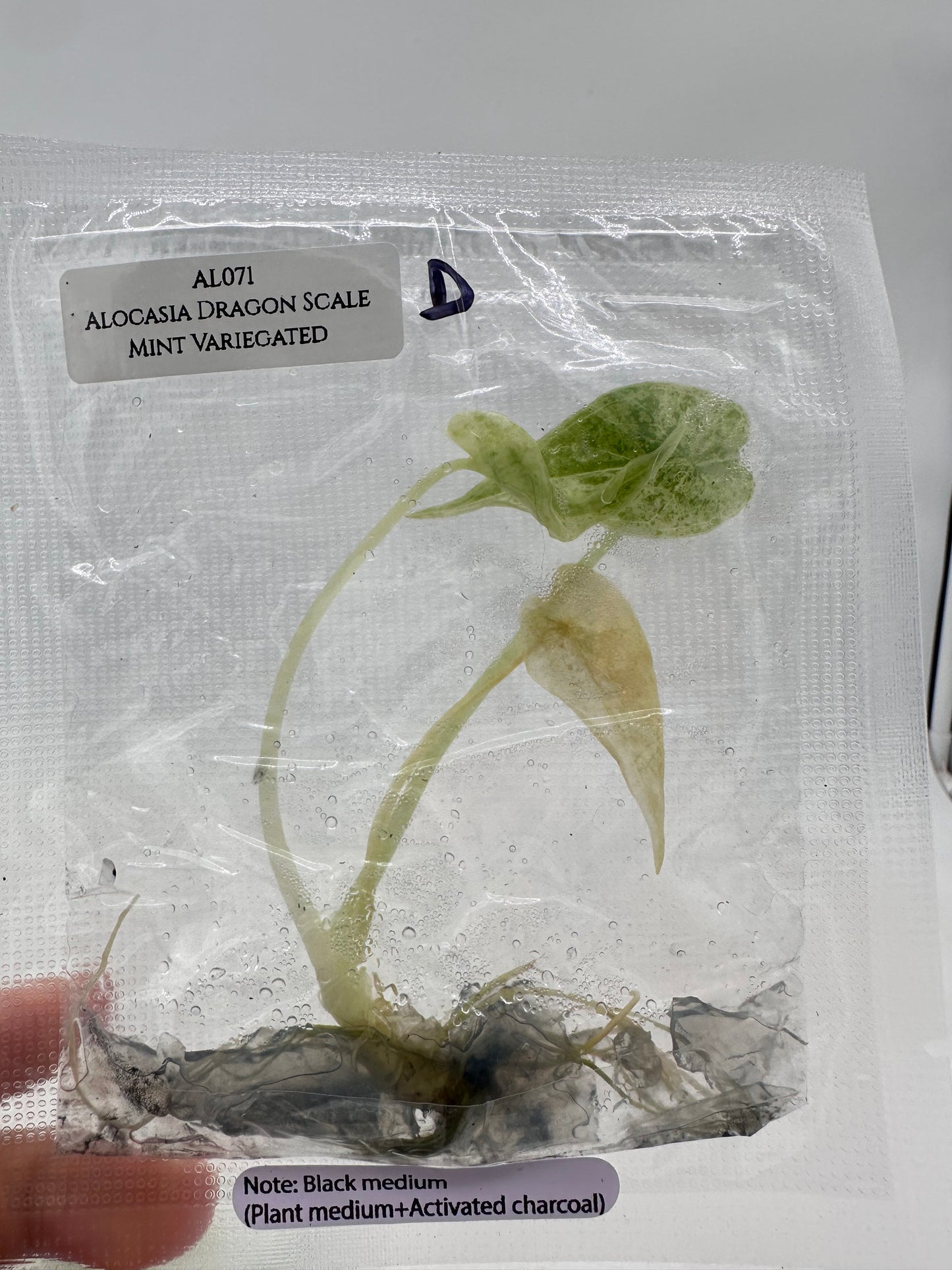 Tissue Culture - Alocasia Dragon Scale Mint Variegated