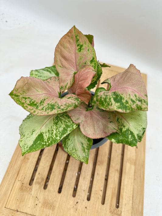 Syngonium Strawberry