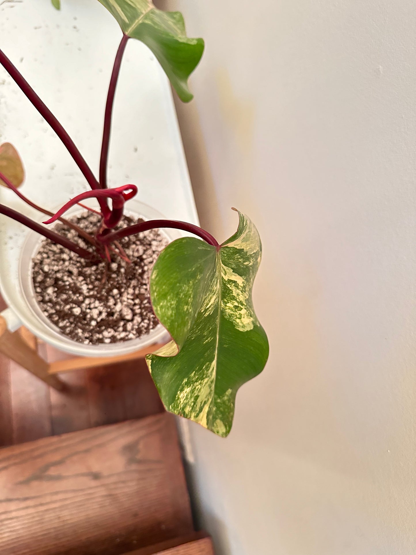 Philodendron Strawberry Shake Variegated