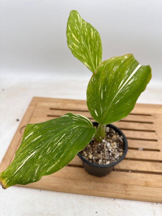 Kaempferia ‘Thai Constellation’ Variegated - Labour Day Sale ❤️‍🔥