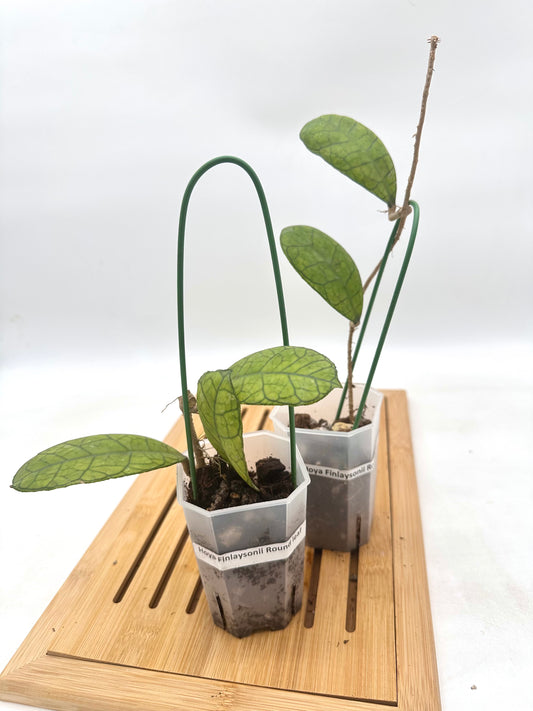 Hoya Finlaysonii Round Leaf