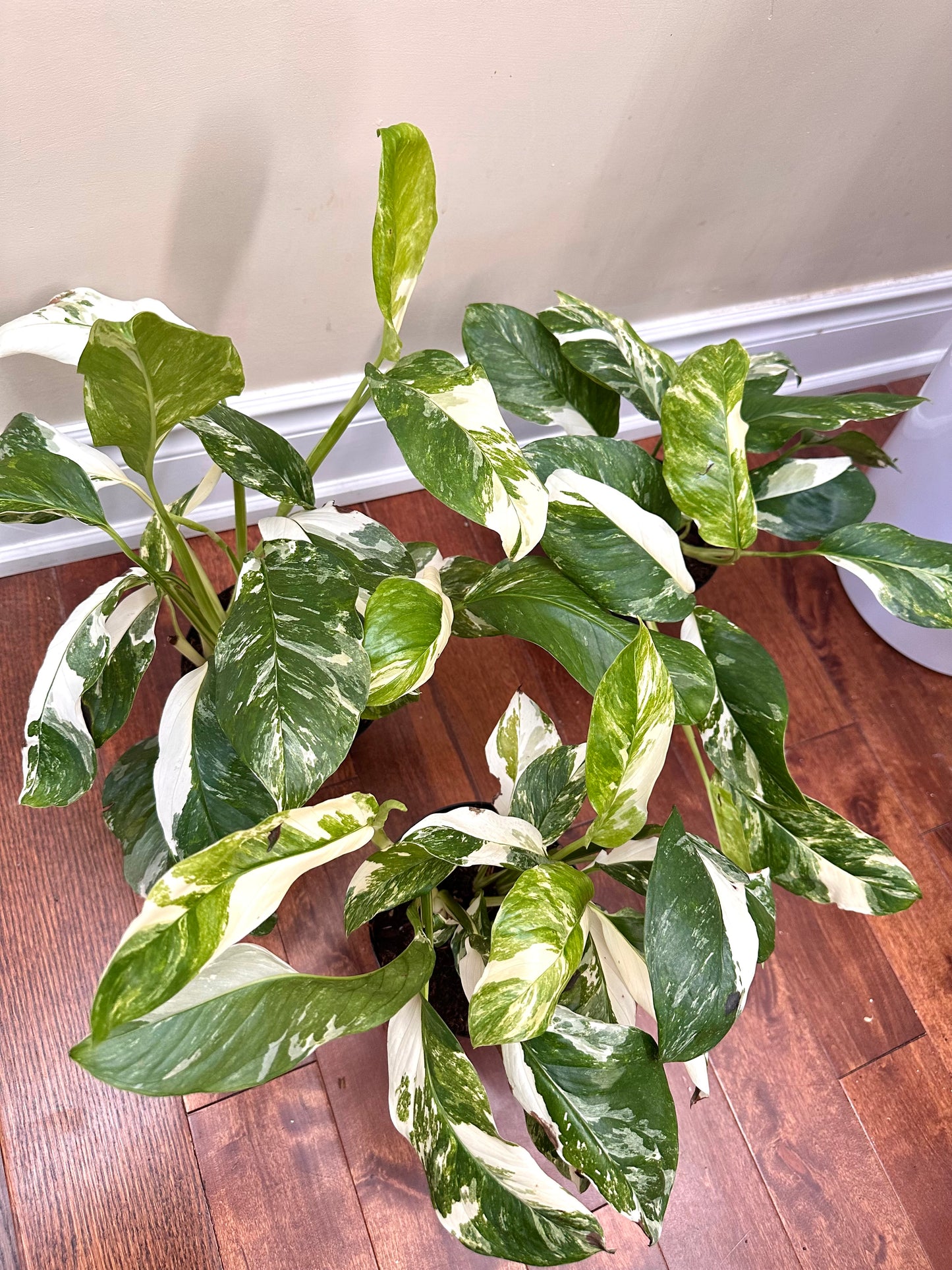 Monstera Lechleriana Albo Variegated in 6” Pot