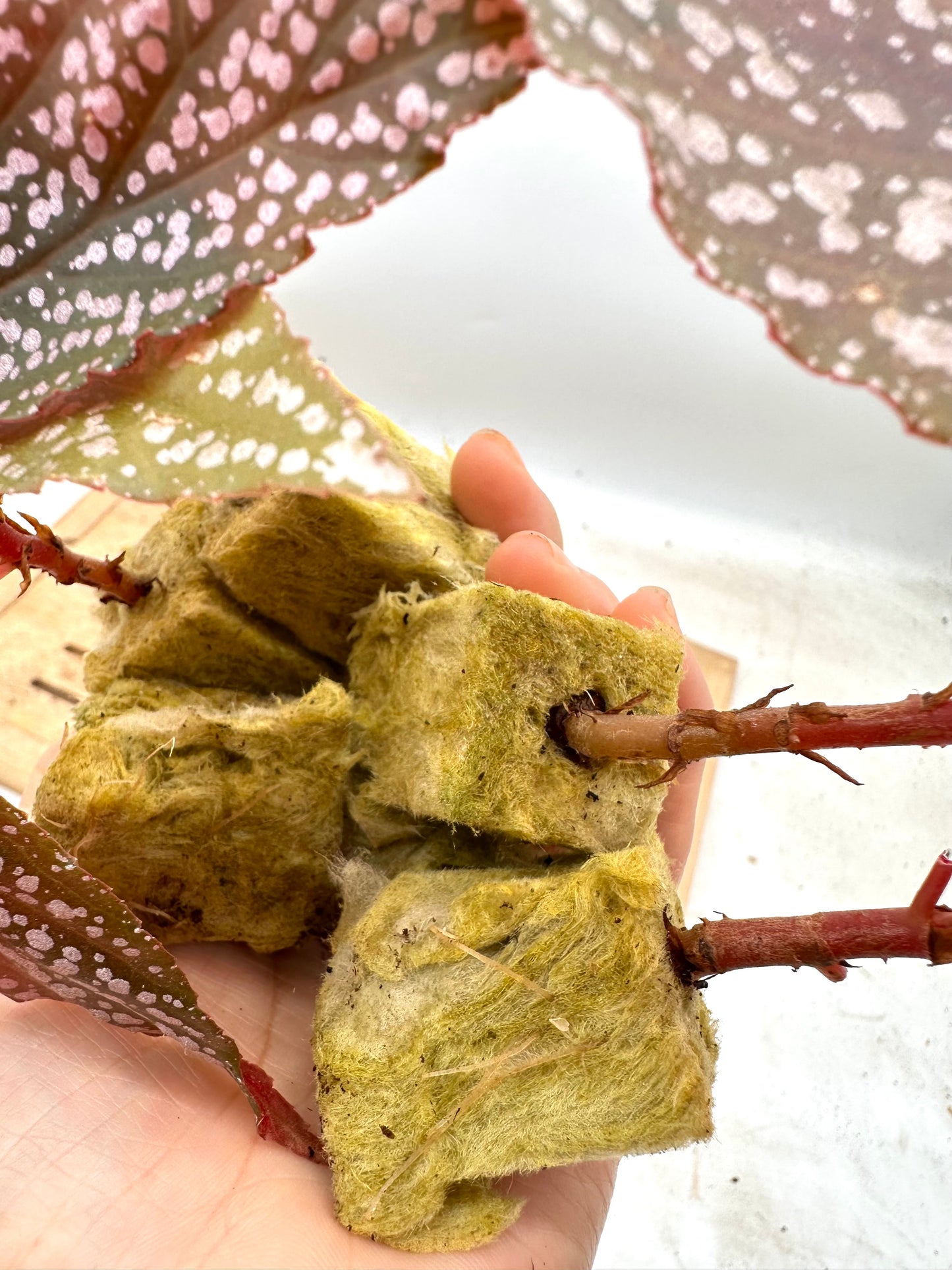 Free With Any Combo Purchase - One Per Order - Until Supply lasts