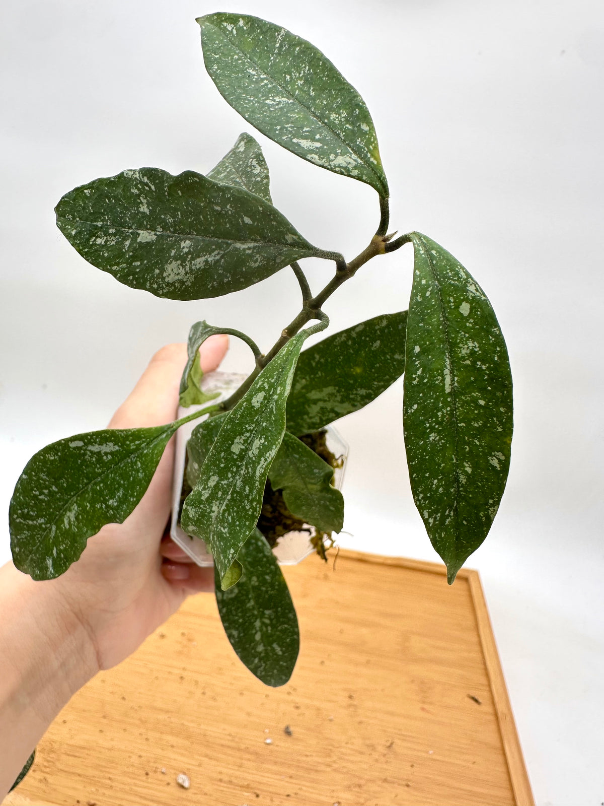 Hoya Multiflora Splash