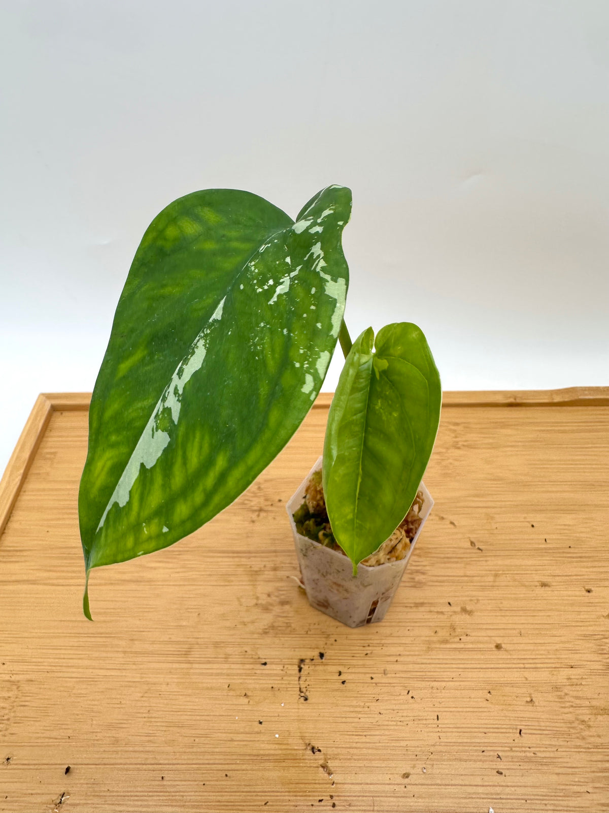 Syngonium Chiapense Albo Variegated