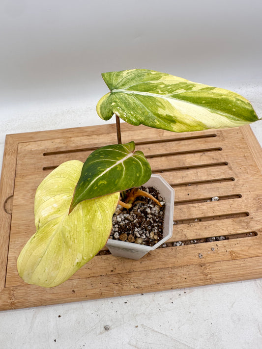 Philodendron Gloriosum Aurea Variegated - Labour Day Sale ❤️‍🔥
