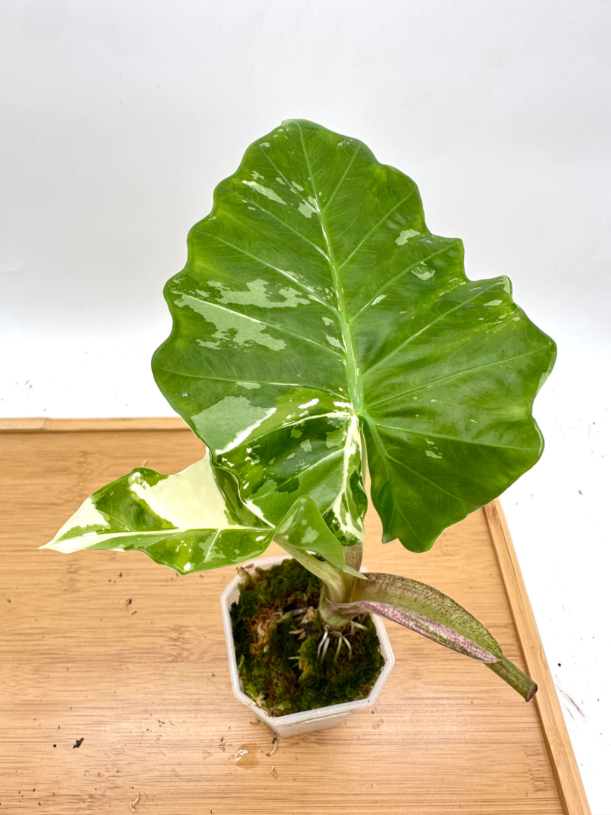 Alocasia Low Rider Albo Variegated