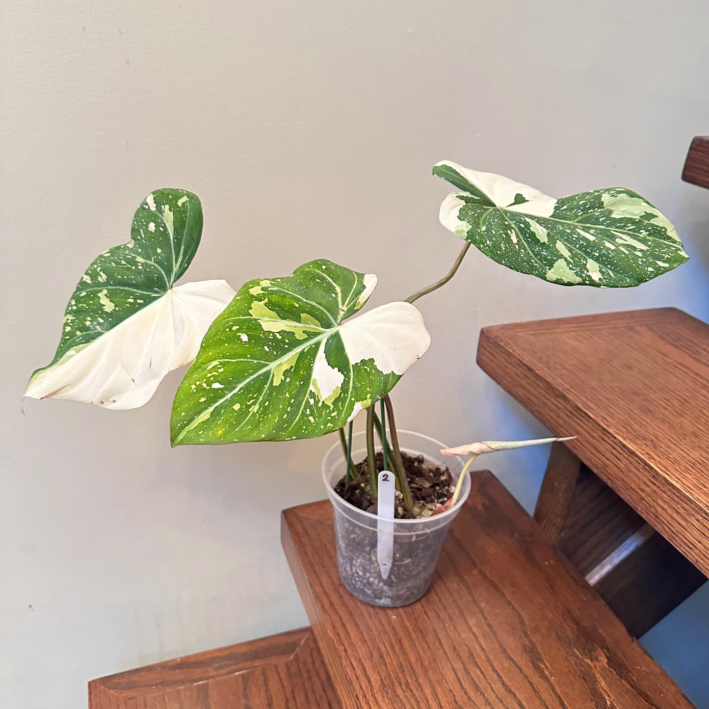Philodendron Gloriosum Variegated 02