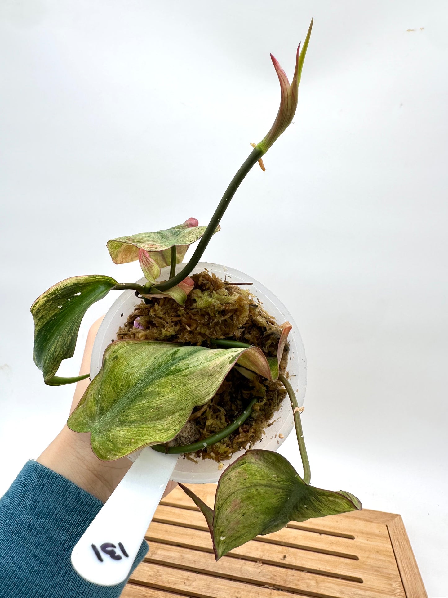 Philodendron Micans Mint Variegated - Clearance
