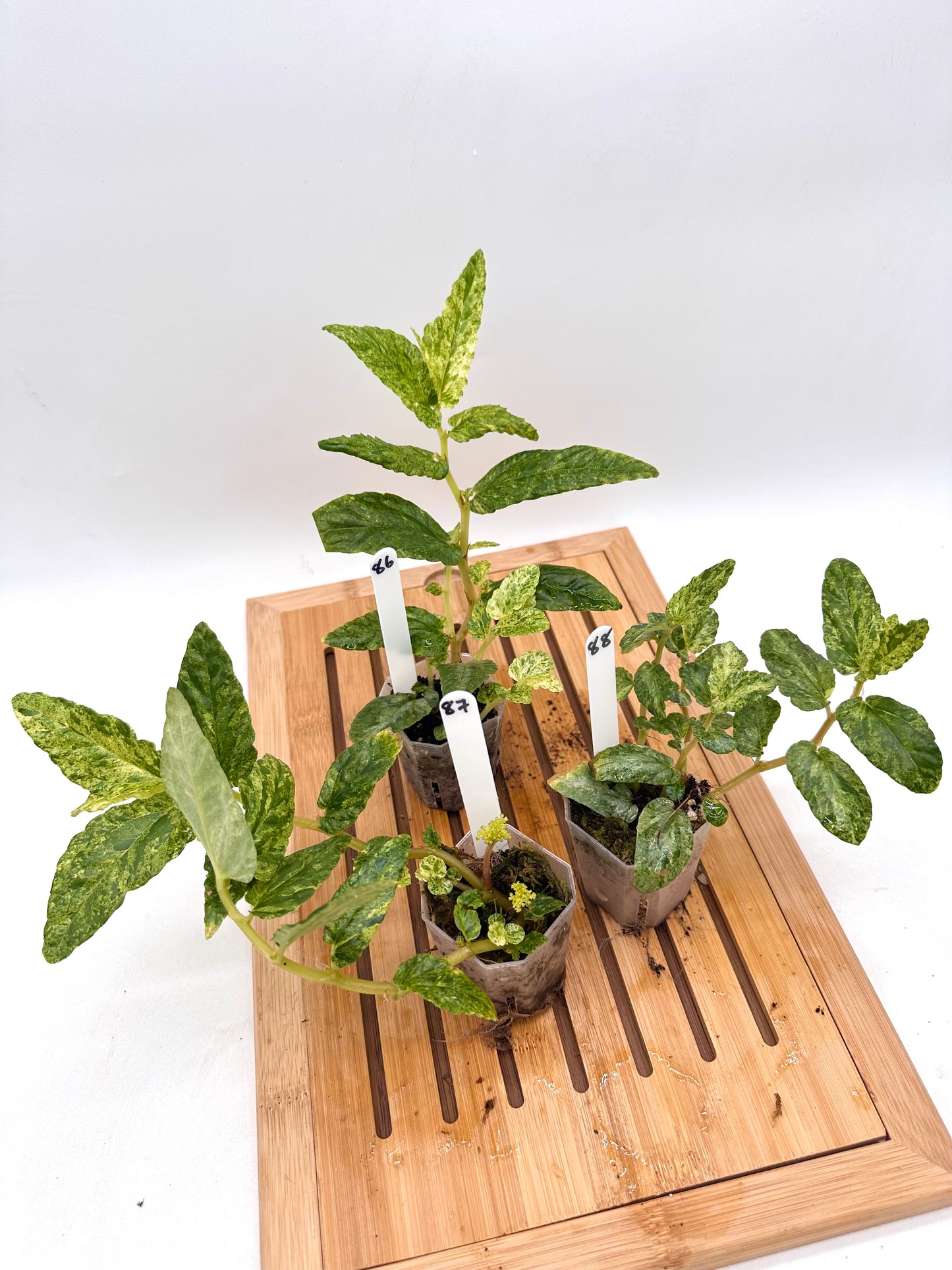 Begonia Watermelon Variegated