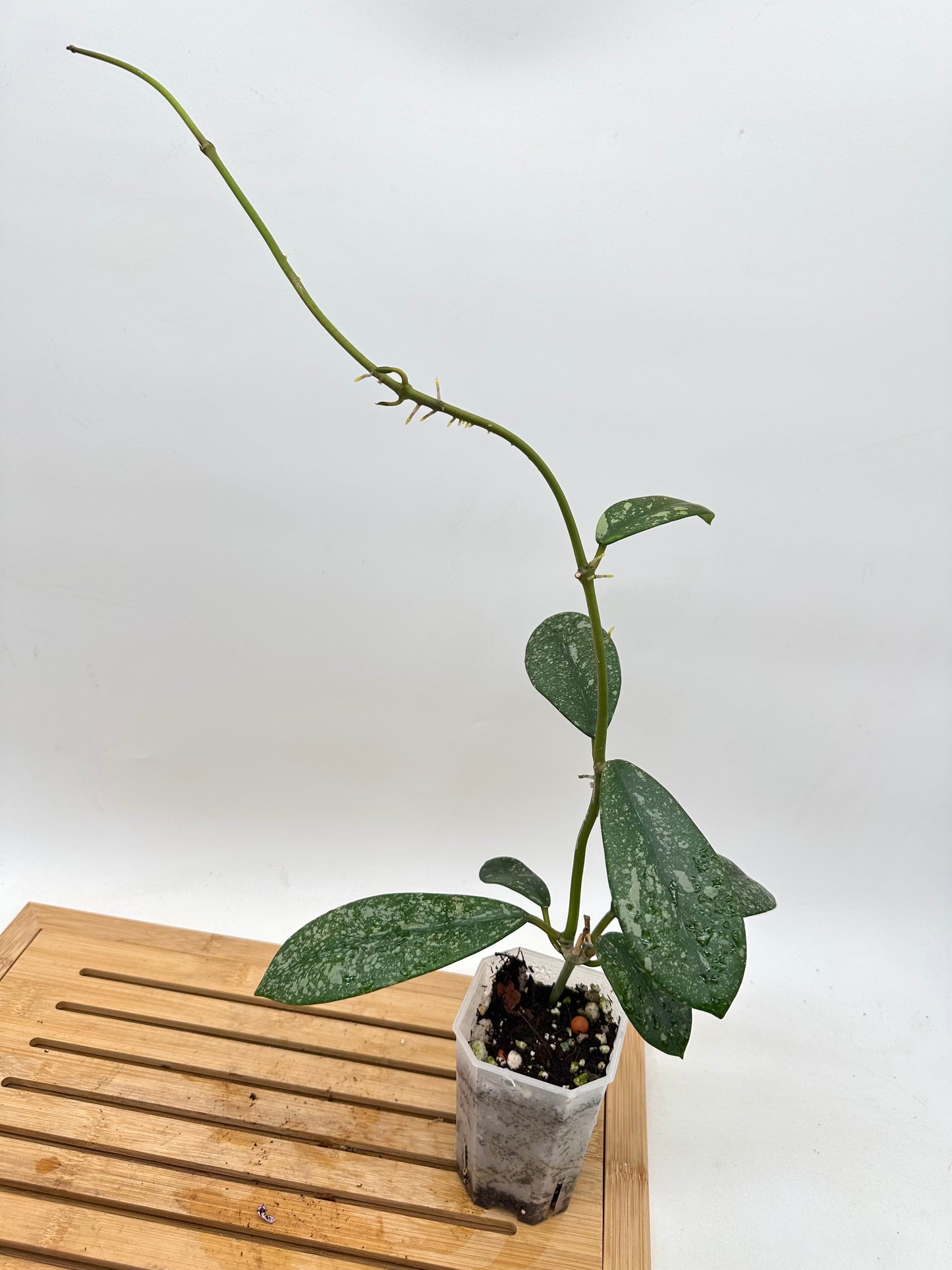 Hoya diversifolia Splash