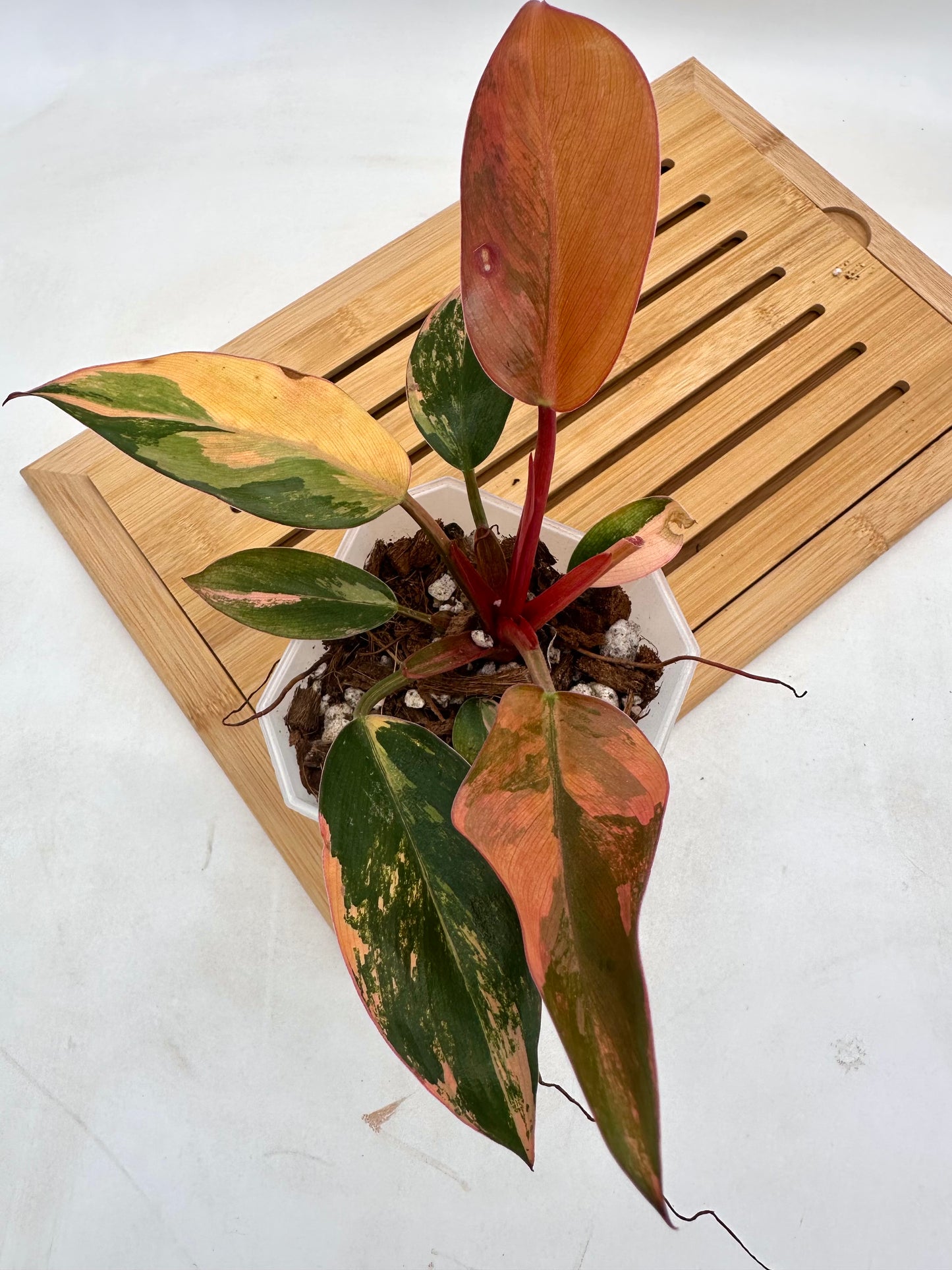 Philodendron Red Congo Variegated