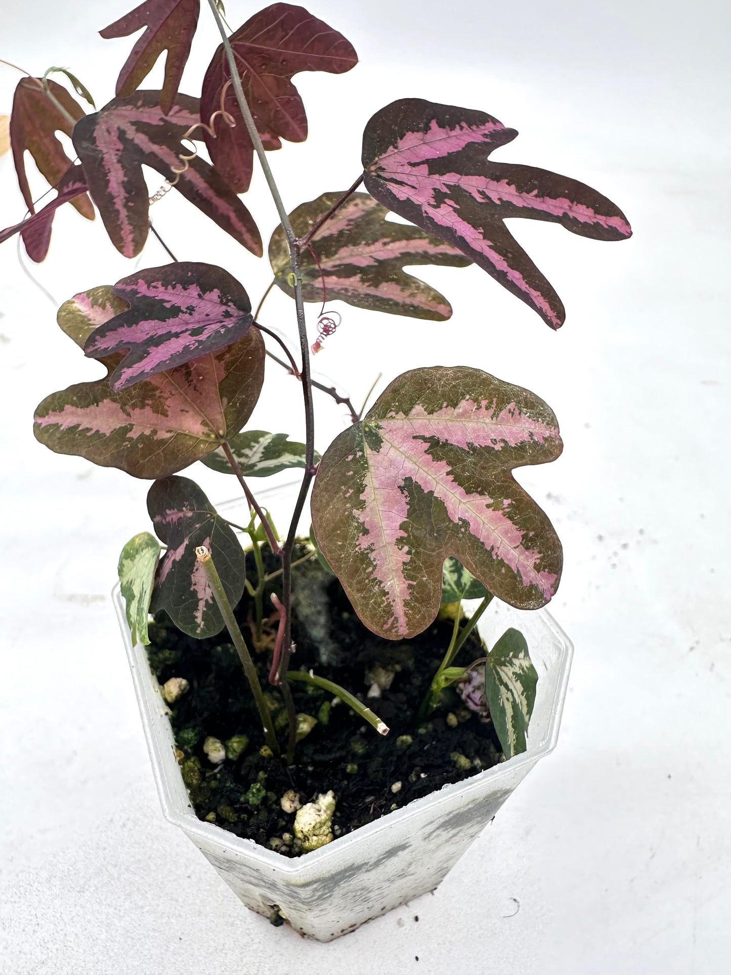 Passiflora Trifasciata Purple - Multiple Growths