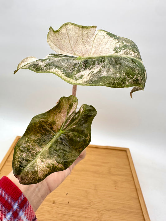 Alocasia Psuedo Sanderiana Pink Variegated