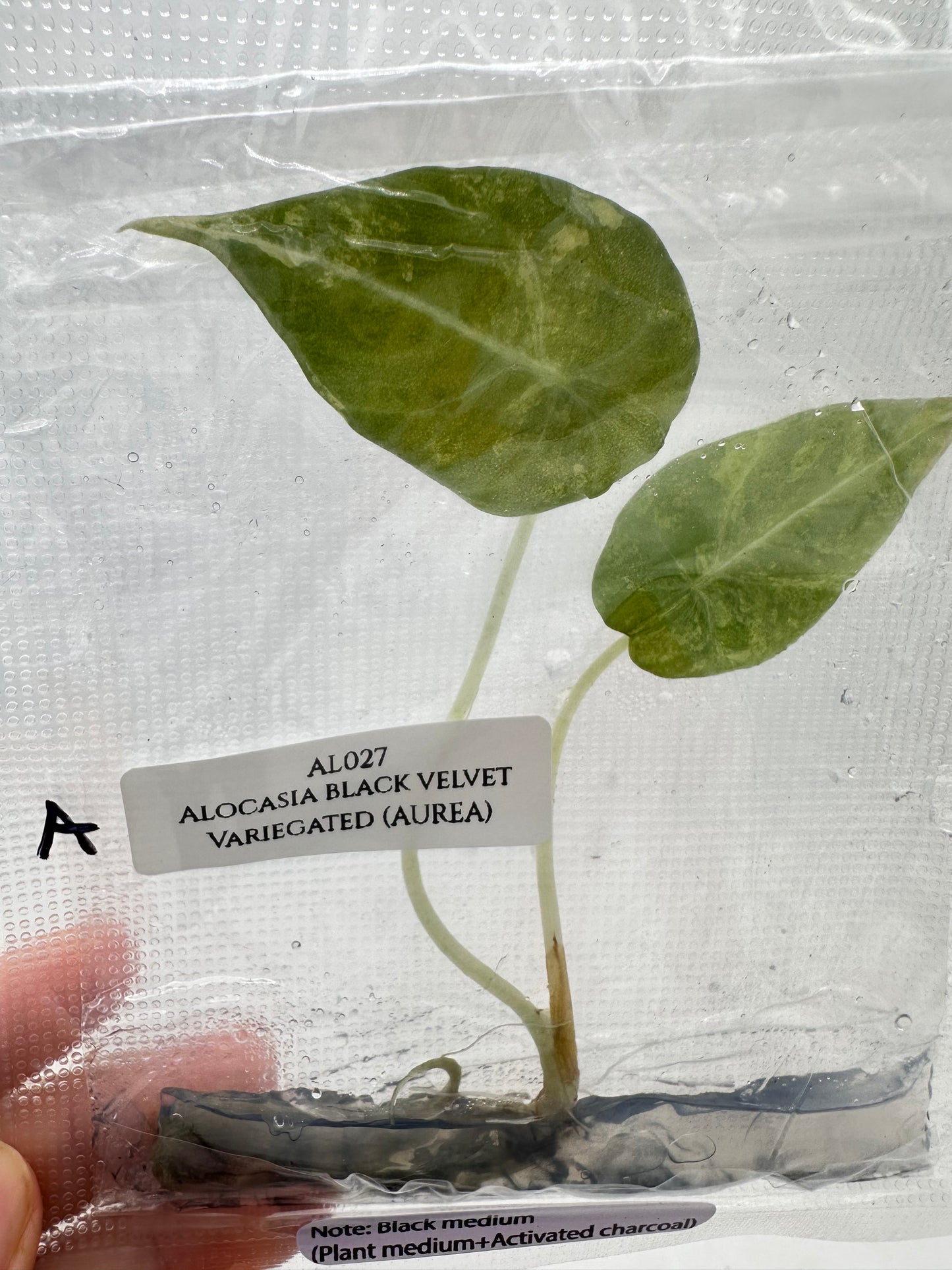 Tissue Culture - Alocasia Black Velvet Aurea Variegated - Gold